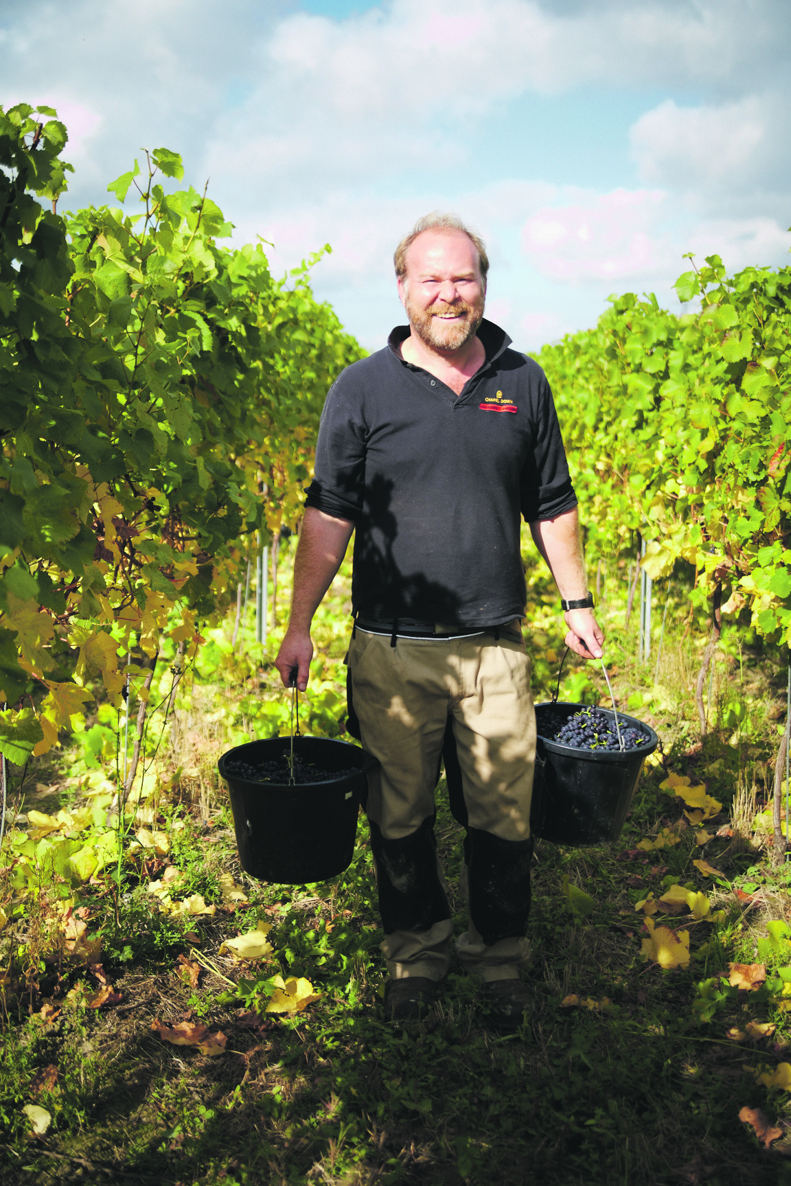 Harvesting grapes at Chapel Down, Kent