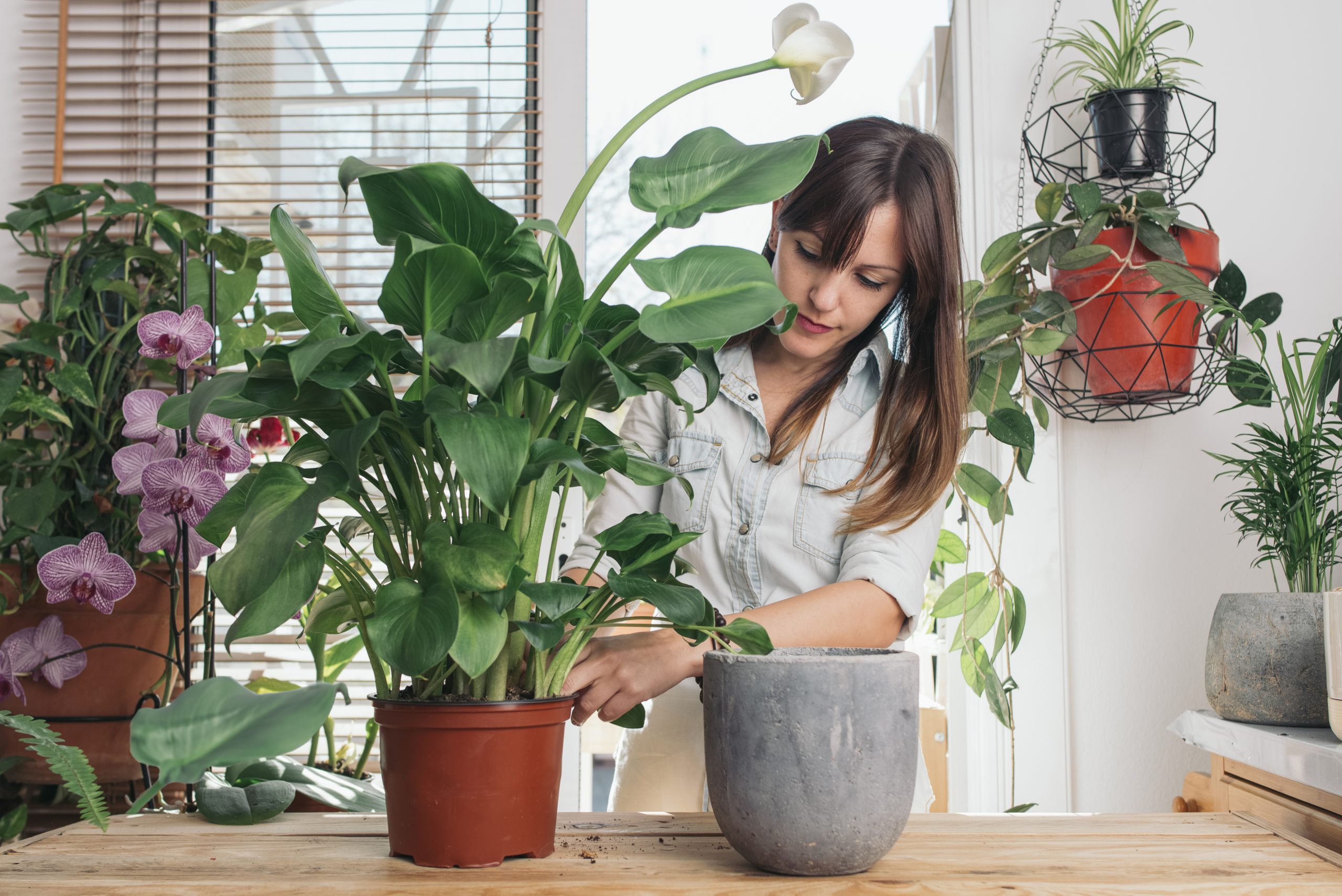 Re-potting a peace lily, a low-maintenance common house plant 