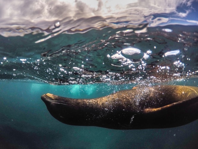 A seal swimming underwater in the Galápagos Islands, Ecuador.