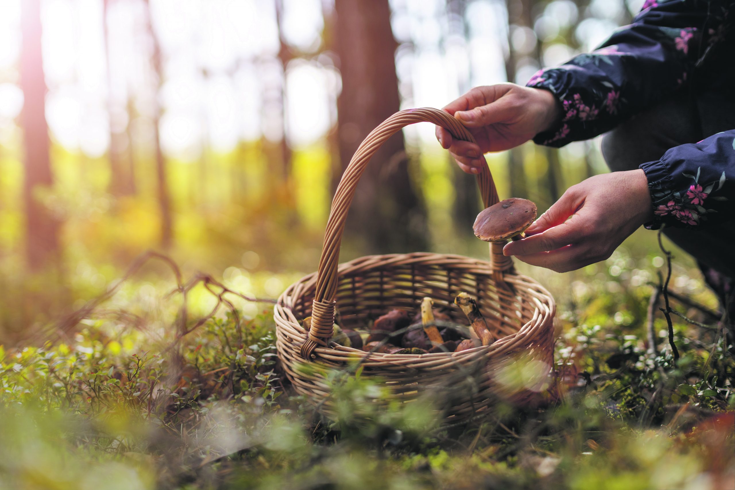 In a forest, a woman places mushrooms she's foraged into her wicker basket.