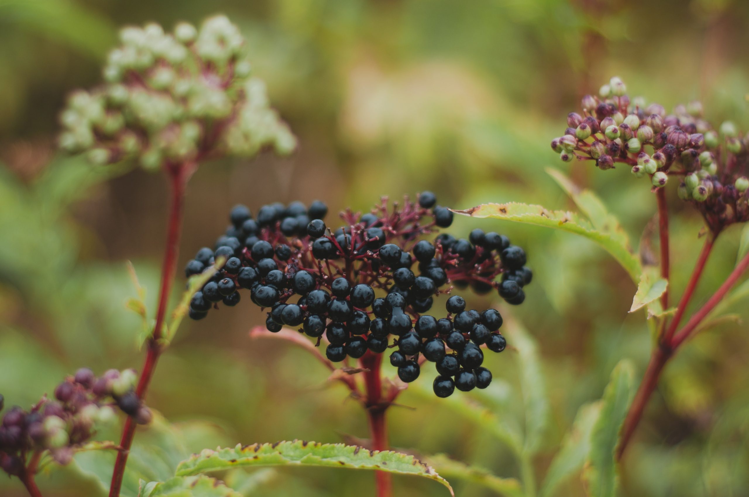 A stem of ripe elderberries growing wild.