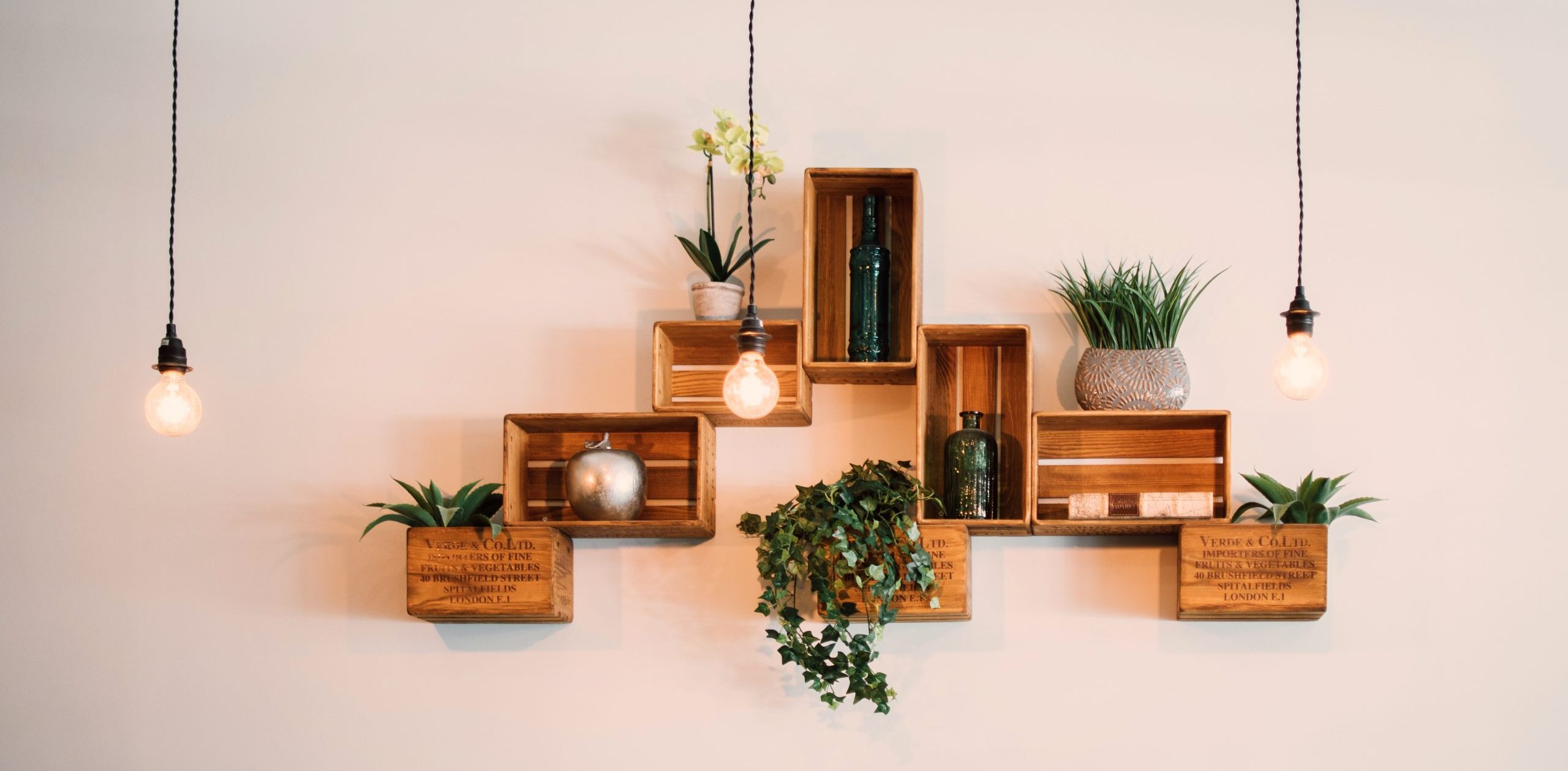 A selection of houseplants resting on shelves on the wall in front of low hanging lightbulbs. 