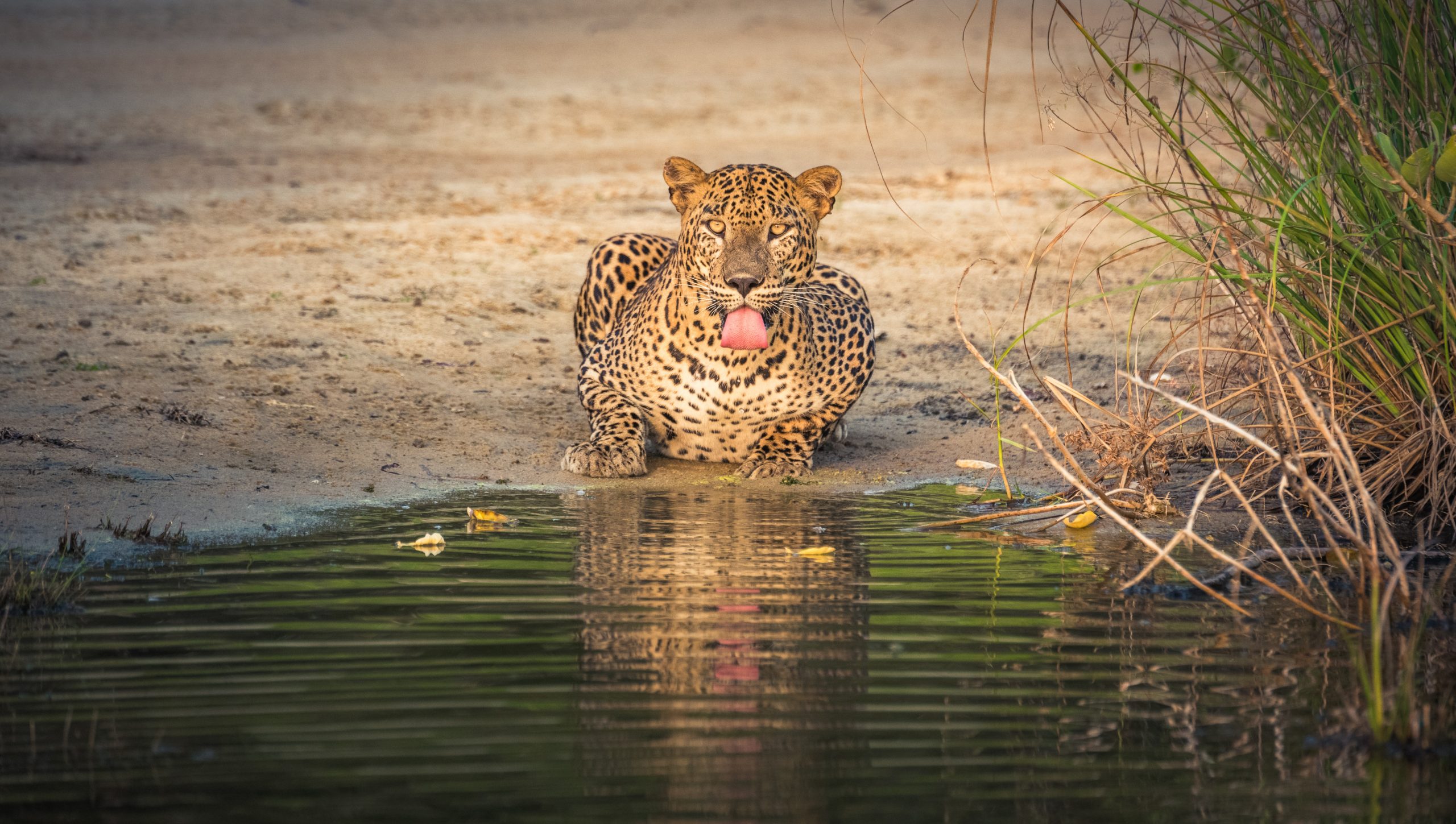 A leopard looks up aware he is being watched drinking from a lake.