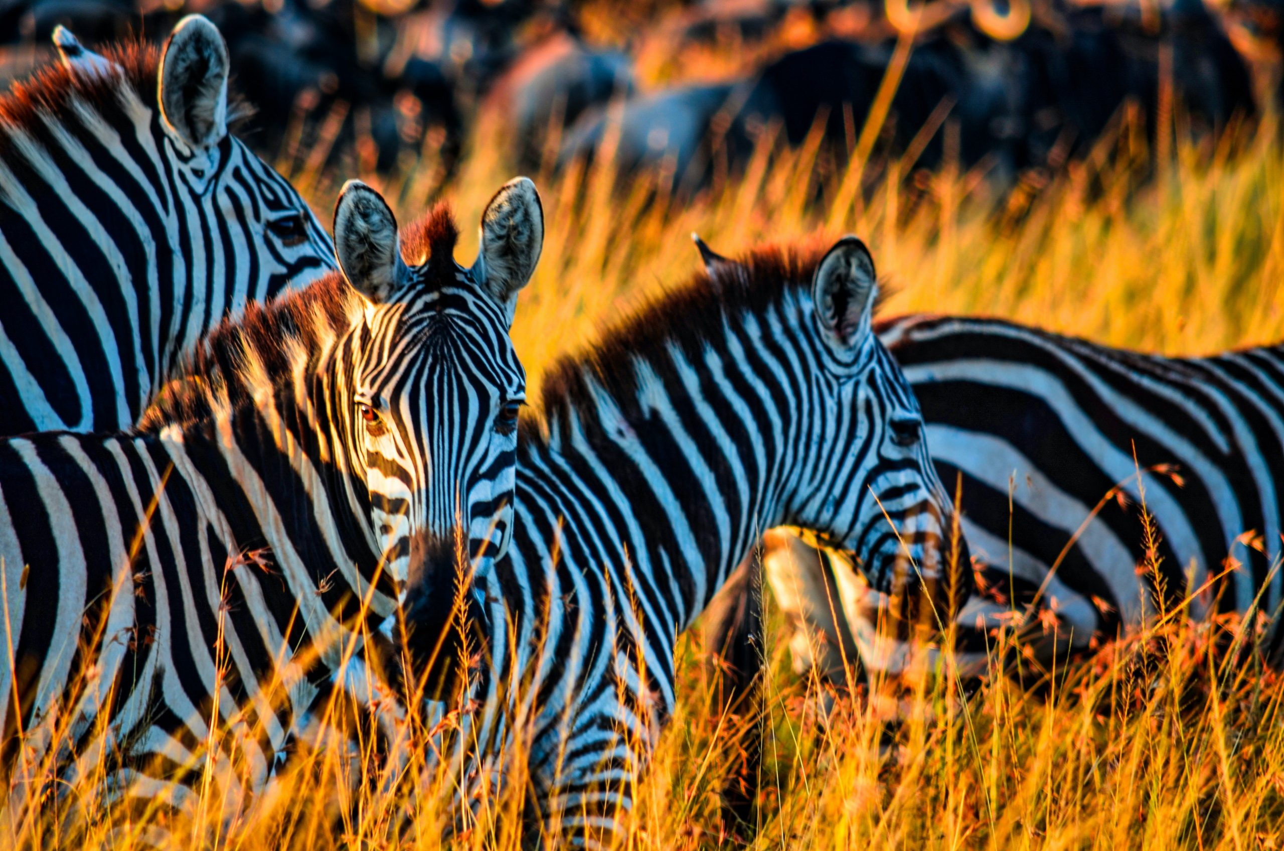 A herd of zebras grazing in the savannah as the sun sets.