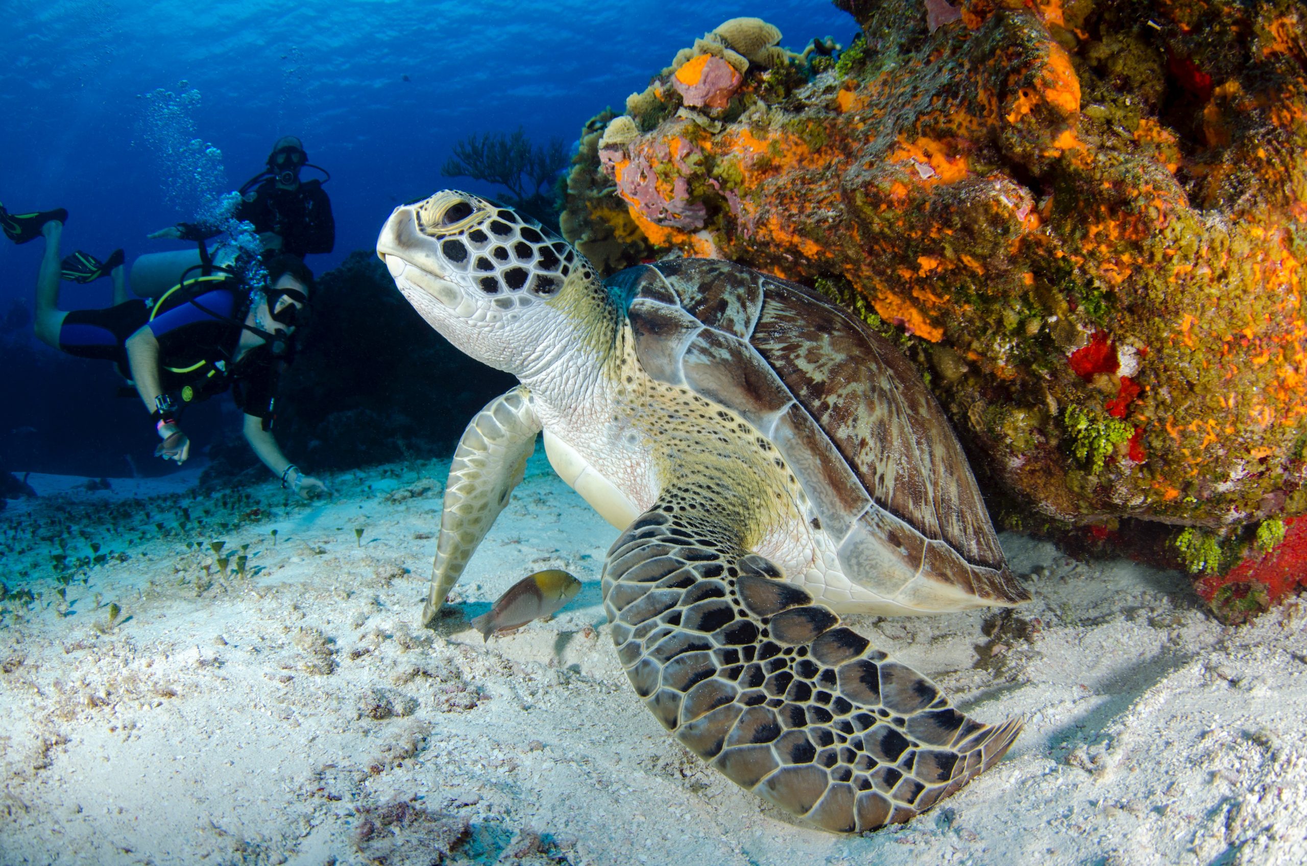 Two scuba divers observing a turtle sheltering under a reef on the sea floor. 