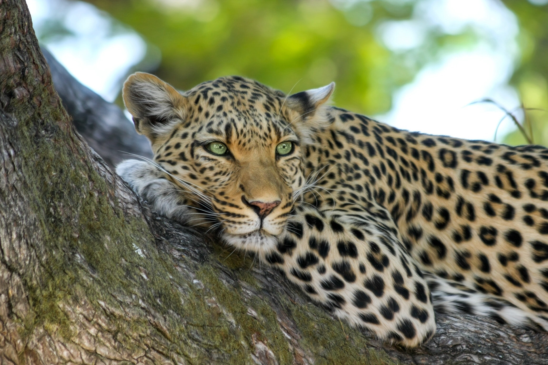 A leopard lounging in the trees in the savannah.