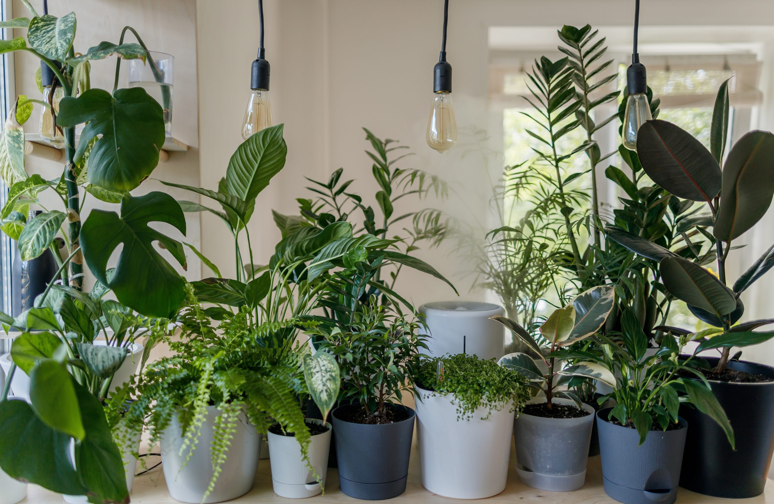 A selection of green houseplants lined up in a spacious apartment. 