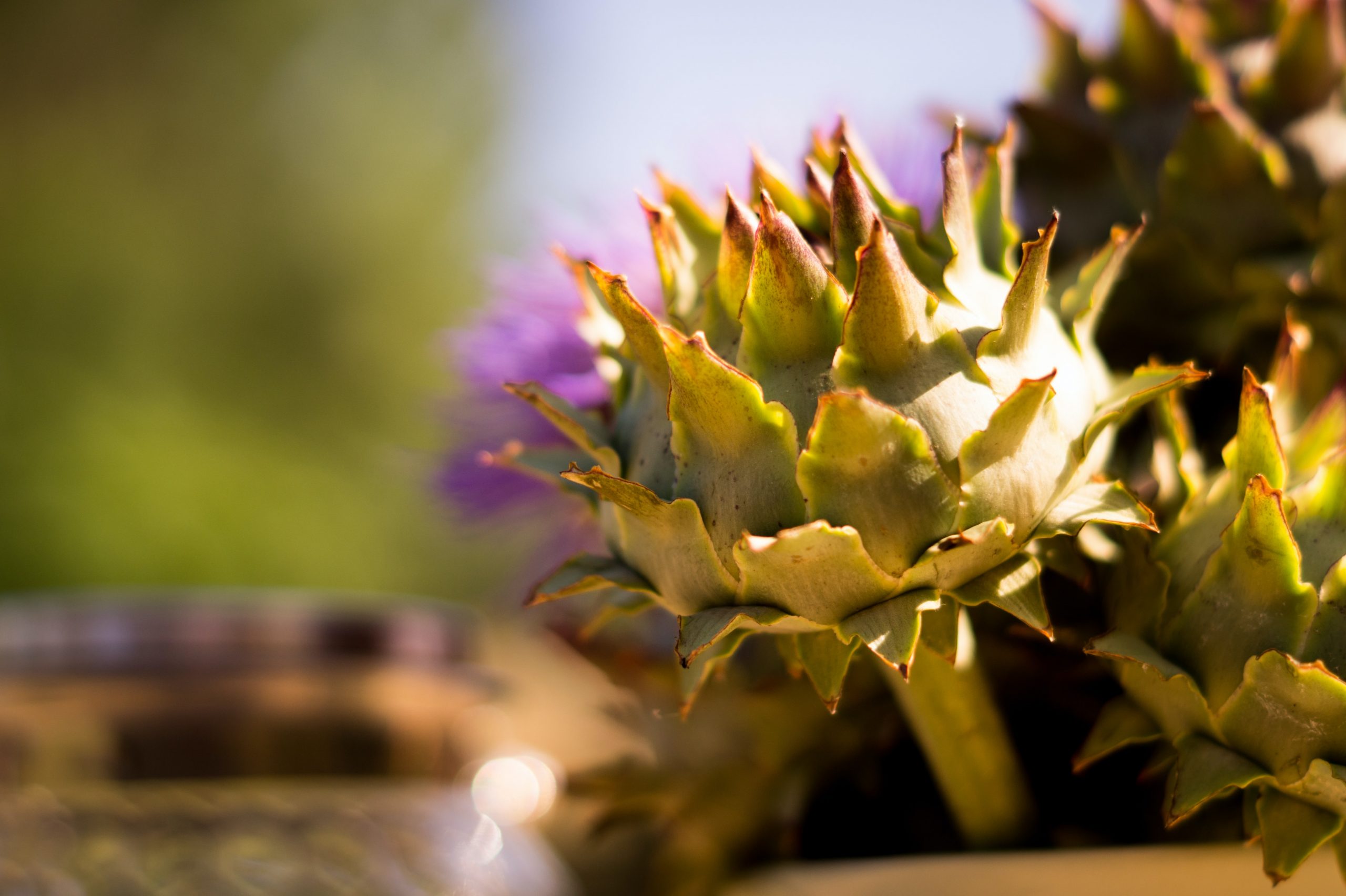 A Cardoon - the artichoke thistle - blooming in a pot. 