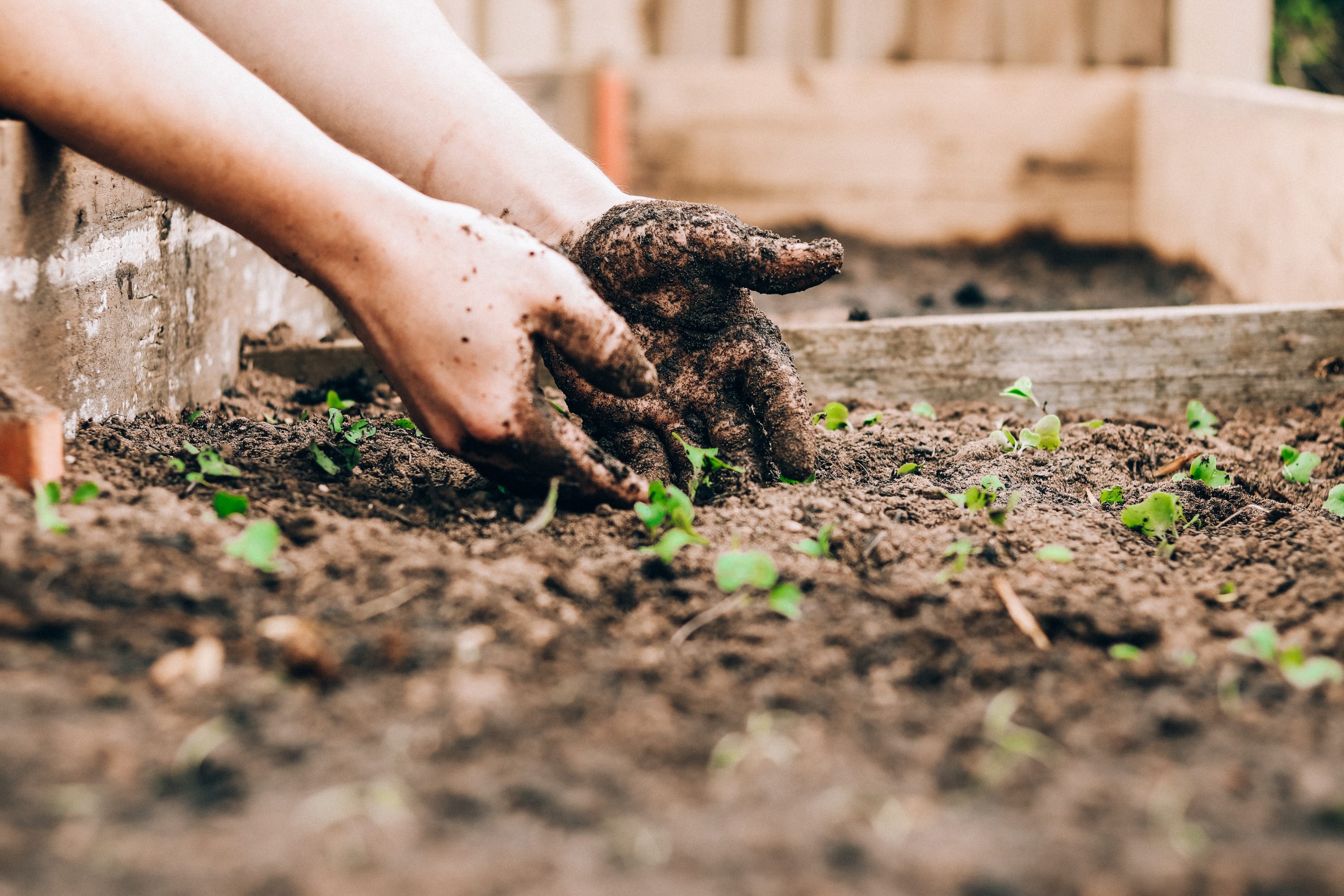 Two hands digging up the soil in a kitchen garden.