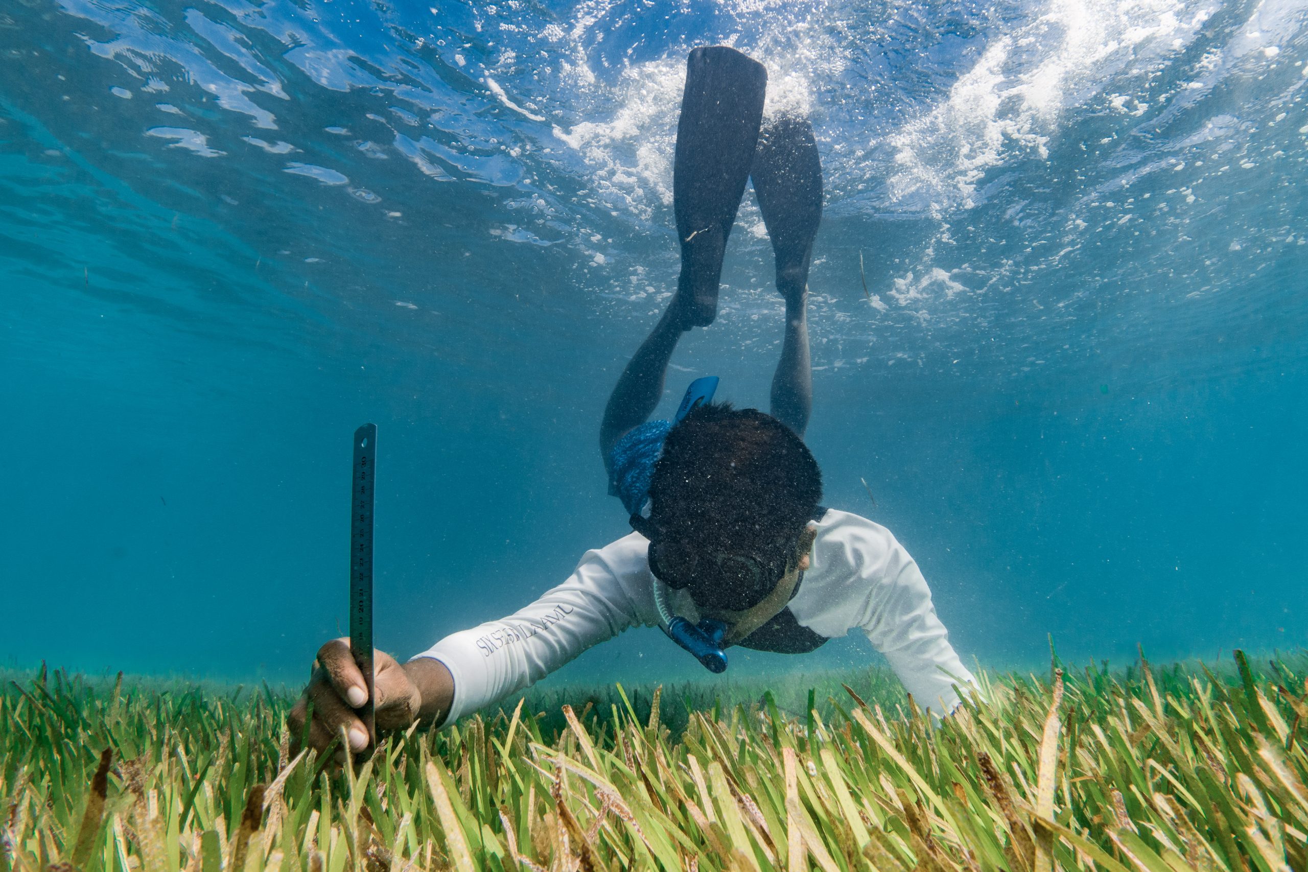 A Maldives researcher taking measurements of the seagrass under the sea.