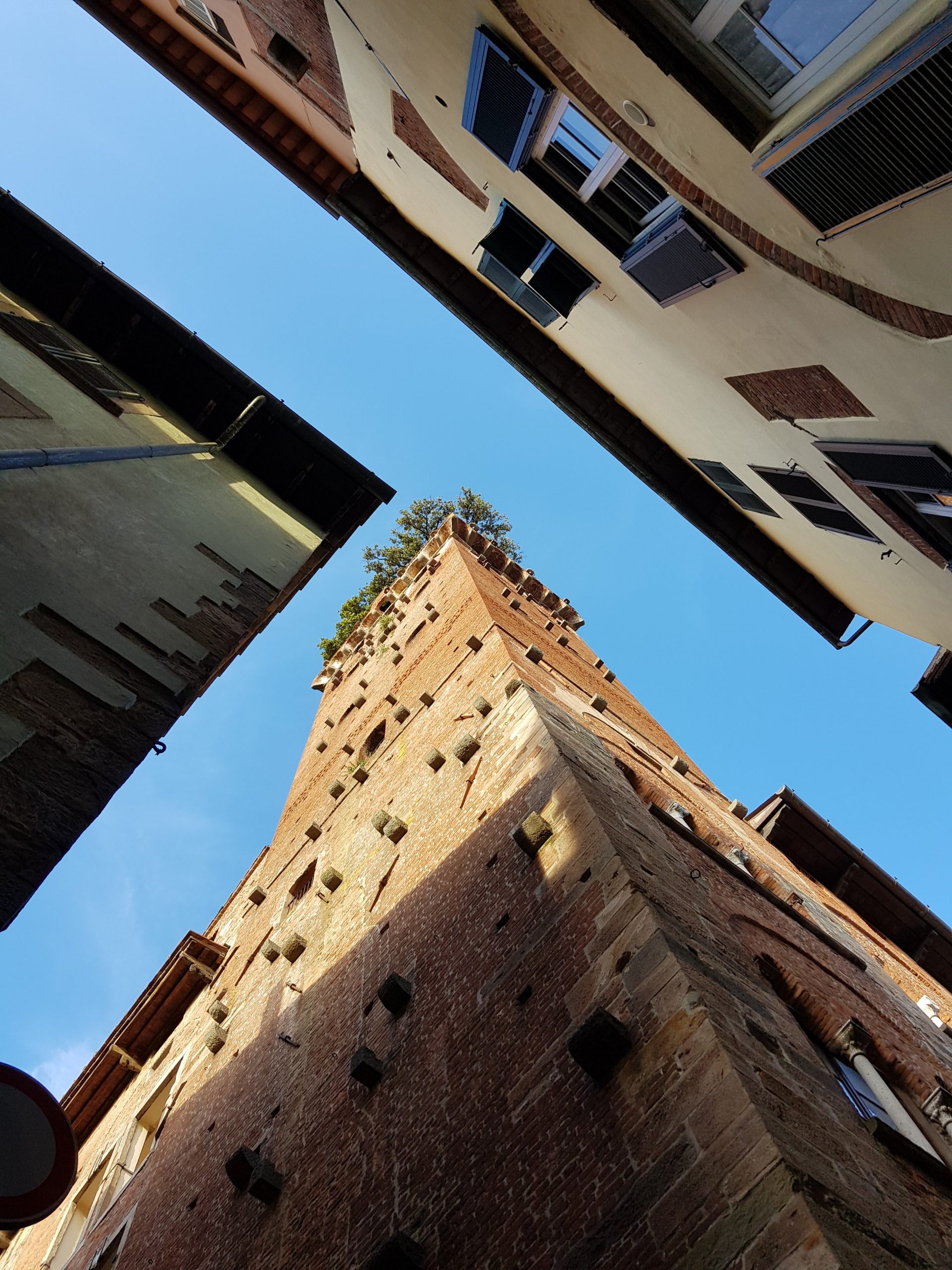 A view of the Guinigi Tower, Lucca, looking up from ground level.