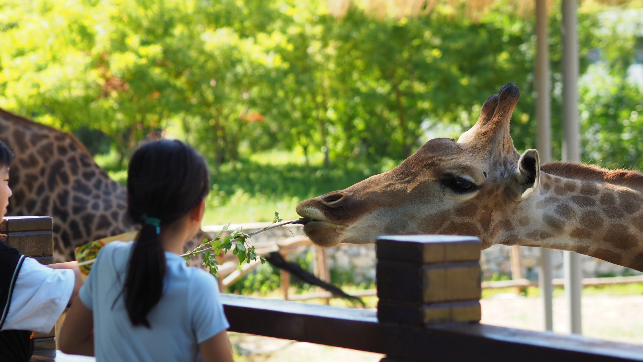 Two children feeding a giraffe at Marwell Zoo, Winchester.