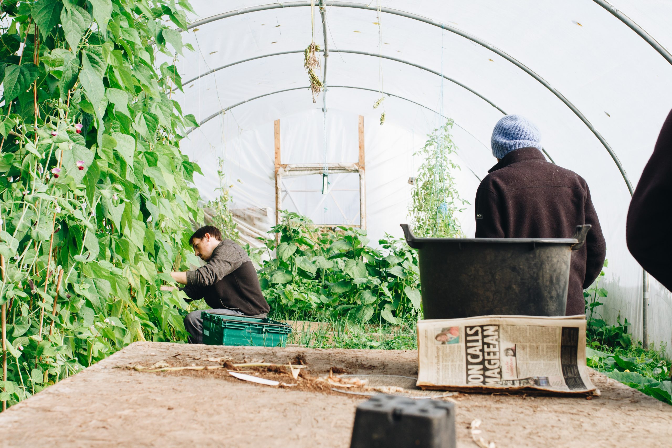 Two gardeners looking after the plants in a greenhouse.