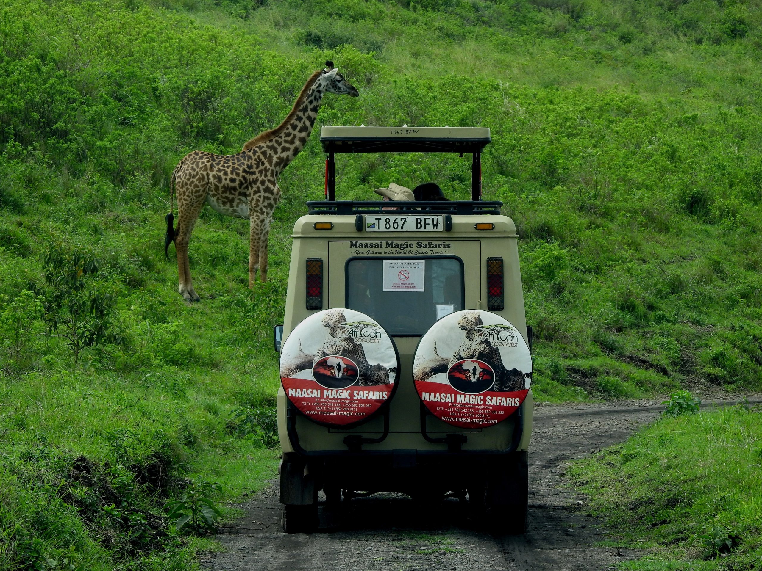 A giraffe seen on a safari at Serengeti National Park in Tanzania.