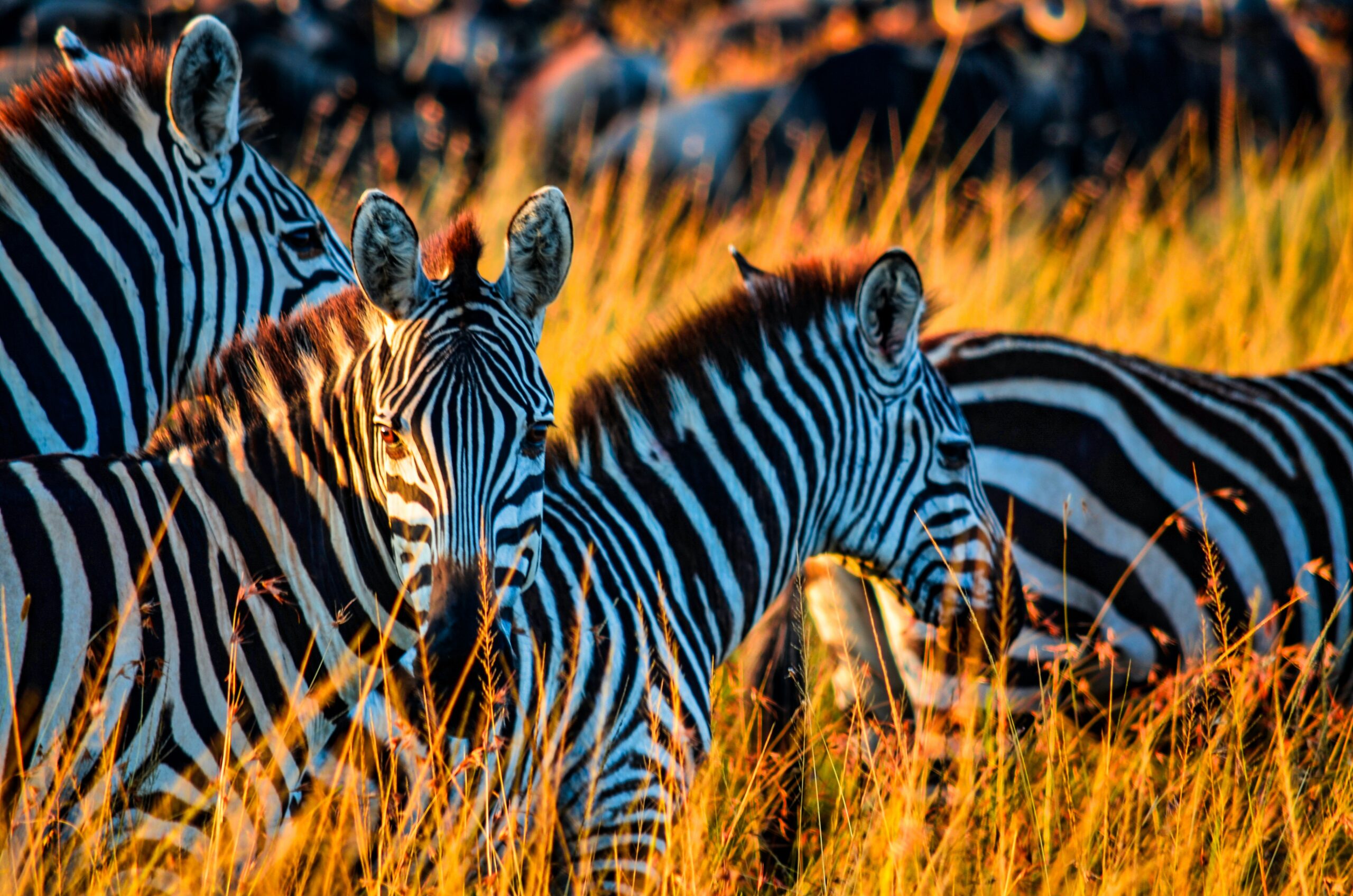 Zebras on brown-grass field during daytime