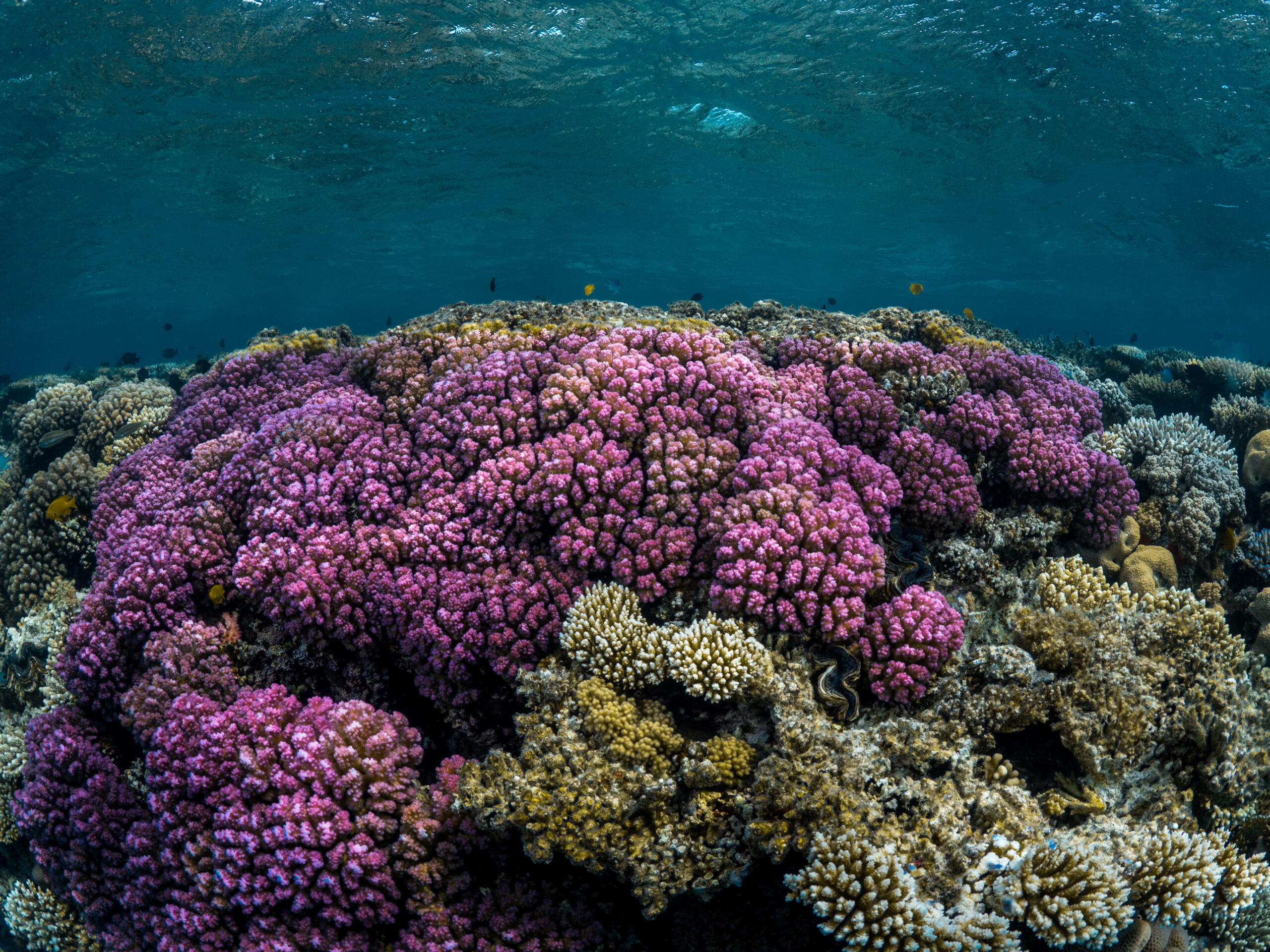 A coral reef at Waqadi lit by the sun rays from above.