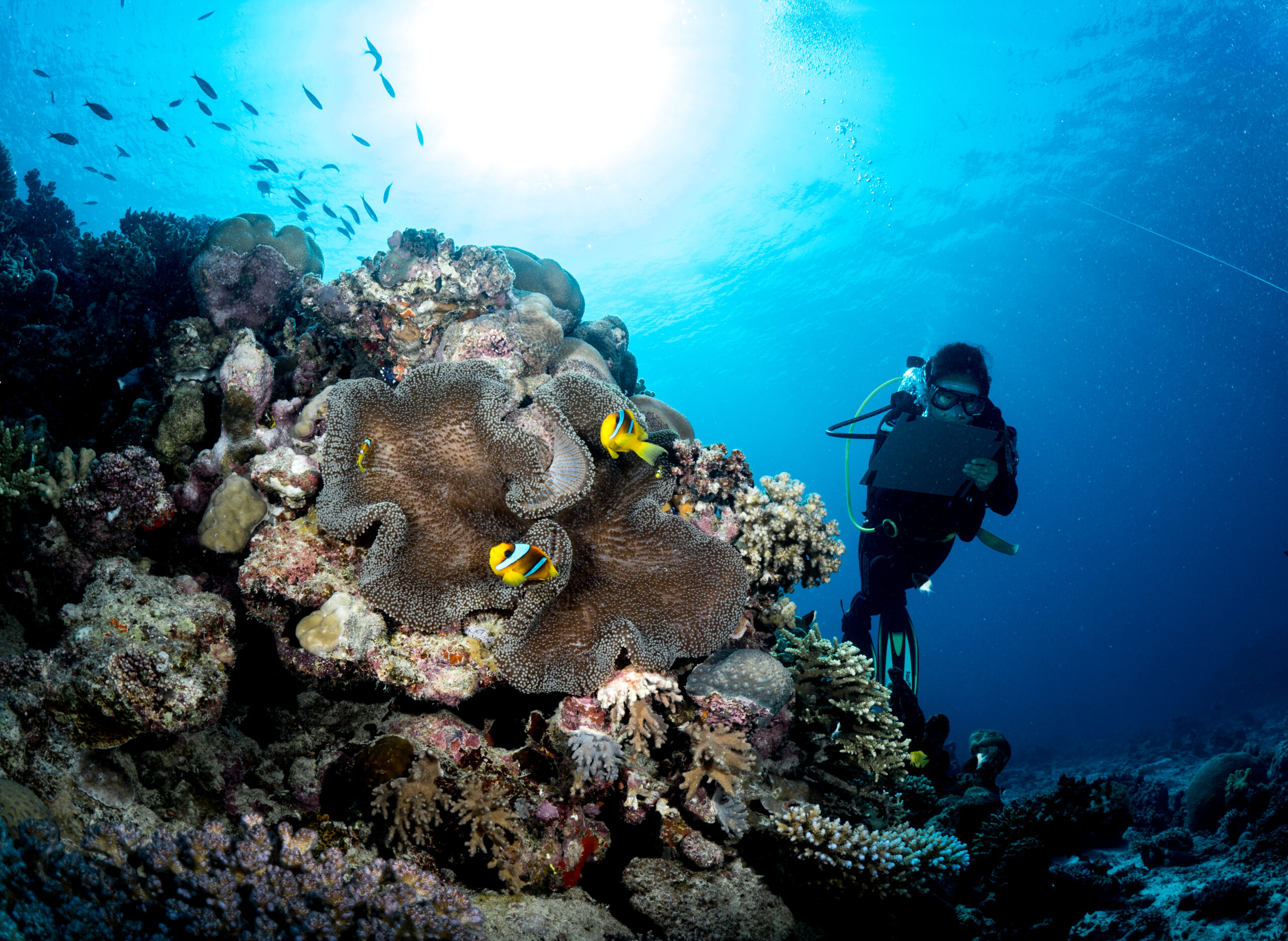 A diver exploring The Red Sea's coral reef.