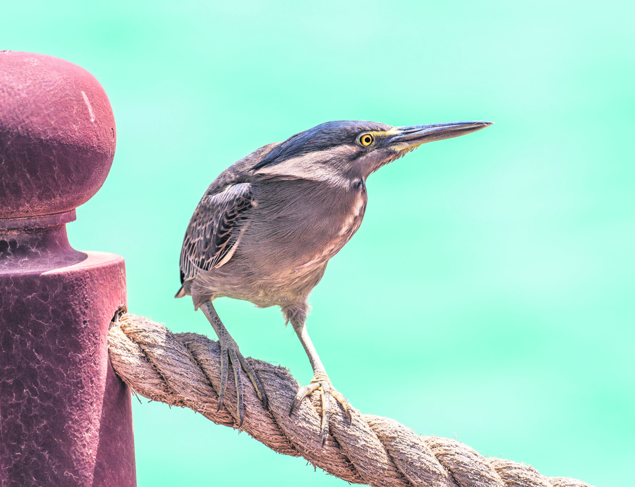 Close-up of a bird perched on a rope bridge at The Red Sea.