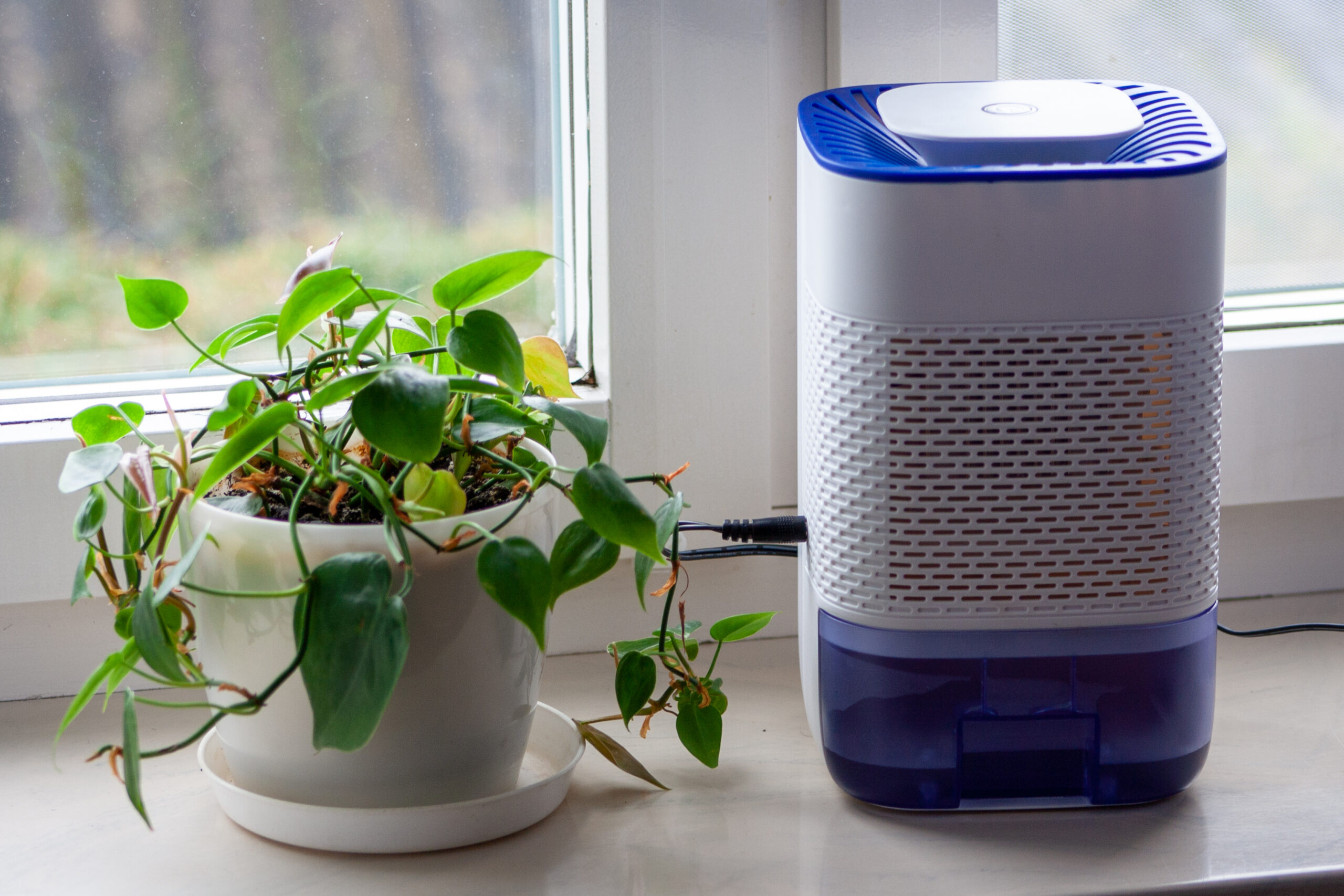 A small dehumidifier by a window next to a houseplant in a home.