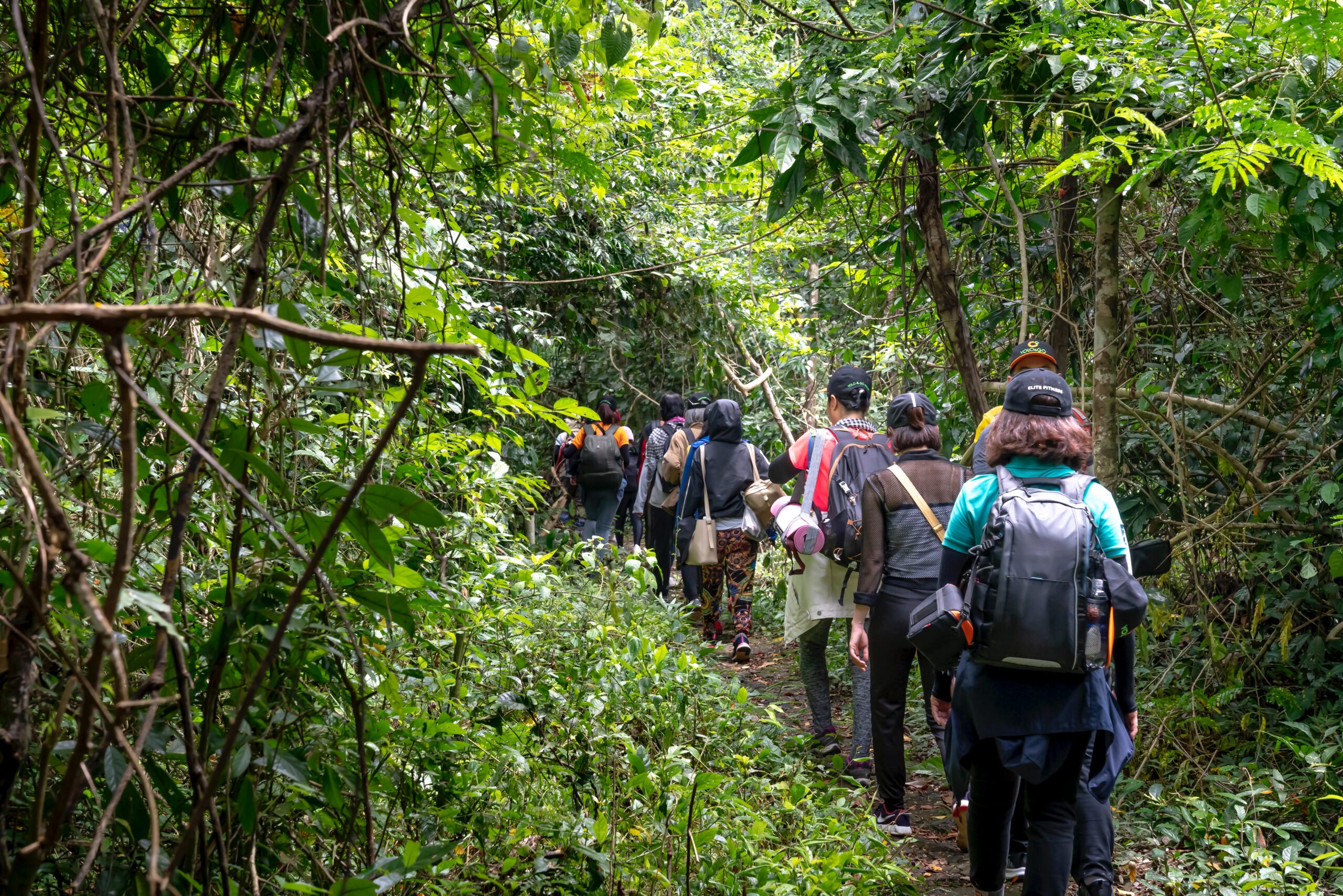 A group of solo travellers hiking through a rainforest.