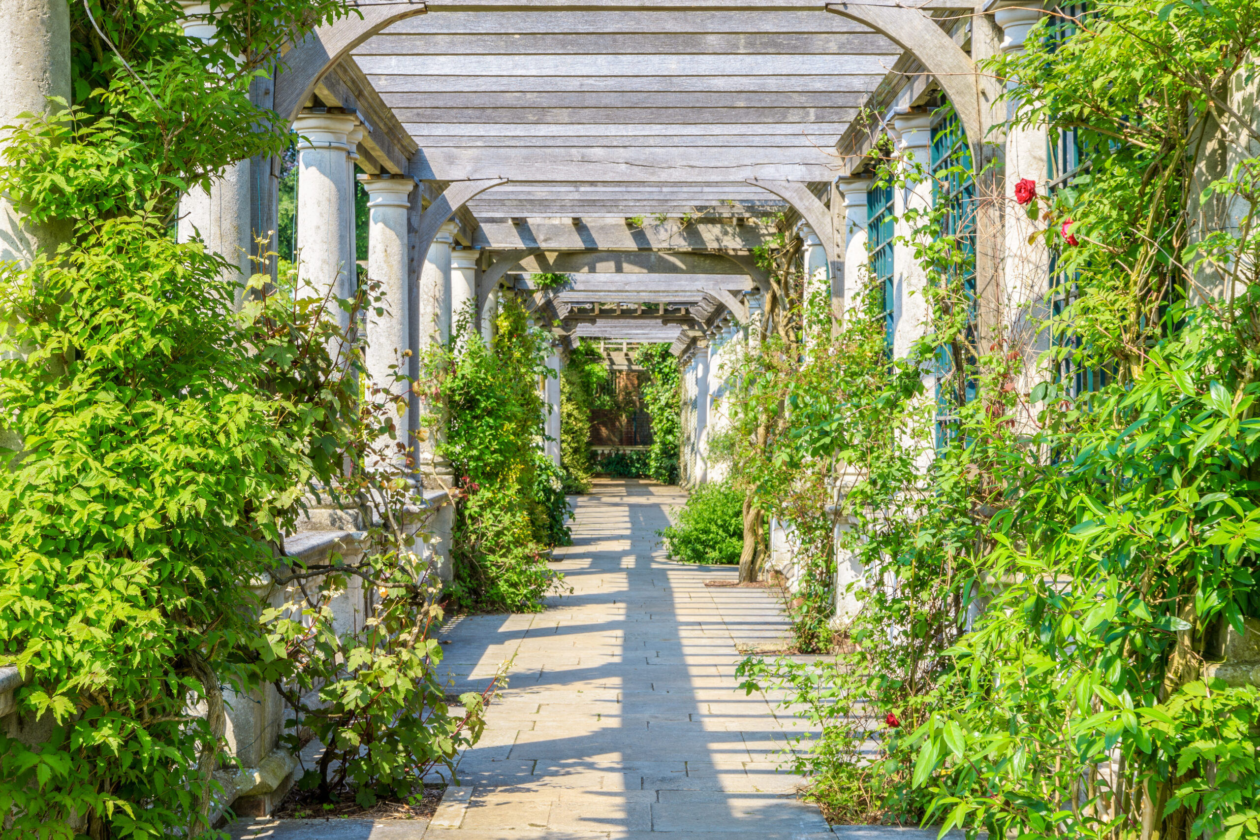 A view of The Pergola in Hampstead Heath, overlooking West Heath, with lush plants shimmering in every shade of green in the sunlight. 