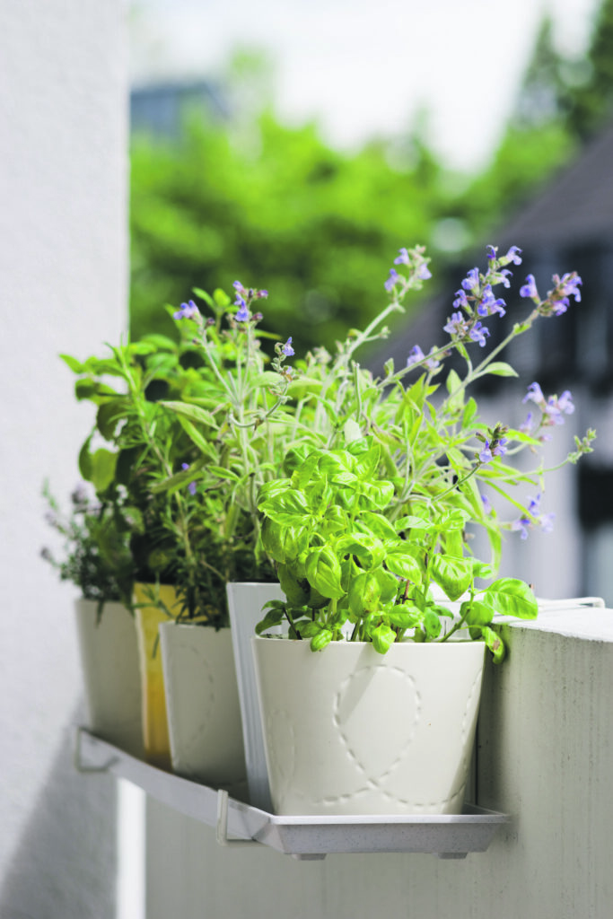 Potted Italian aromatic herbs at balcony: basil, thyme, sage, rosemary.