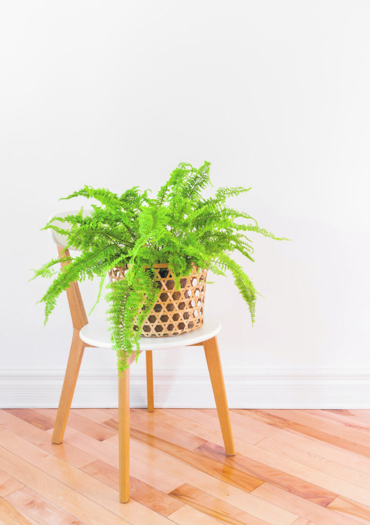 Green fern plant in a basket on a stylish chair