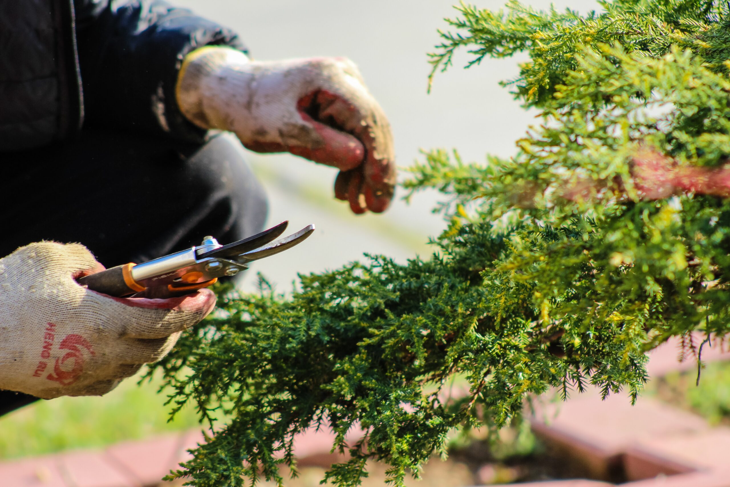 Man's hands cutting plants