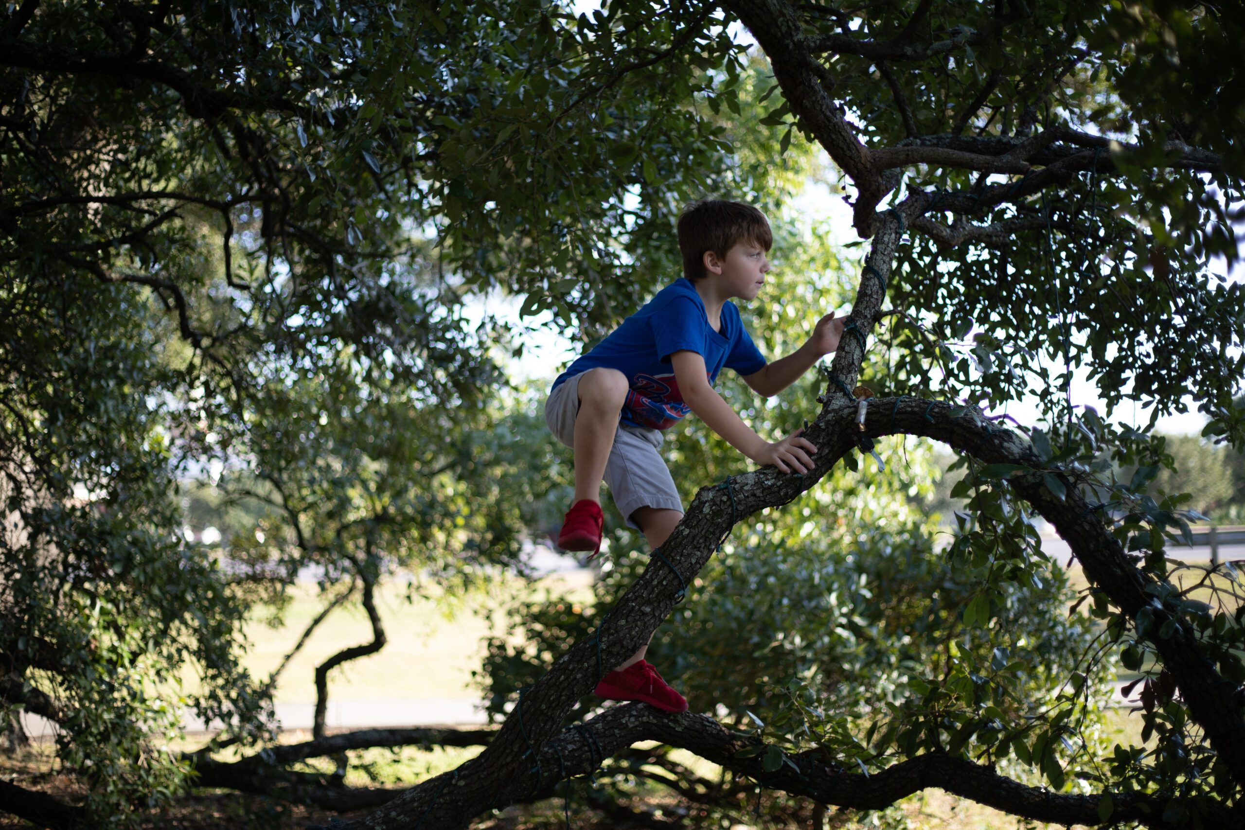 A young boy climbing a tree on a summer's day.