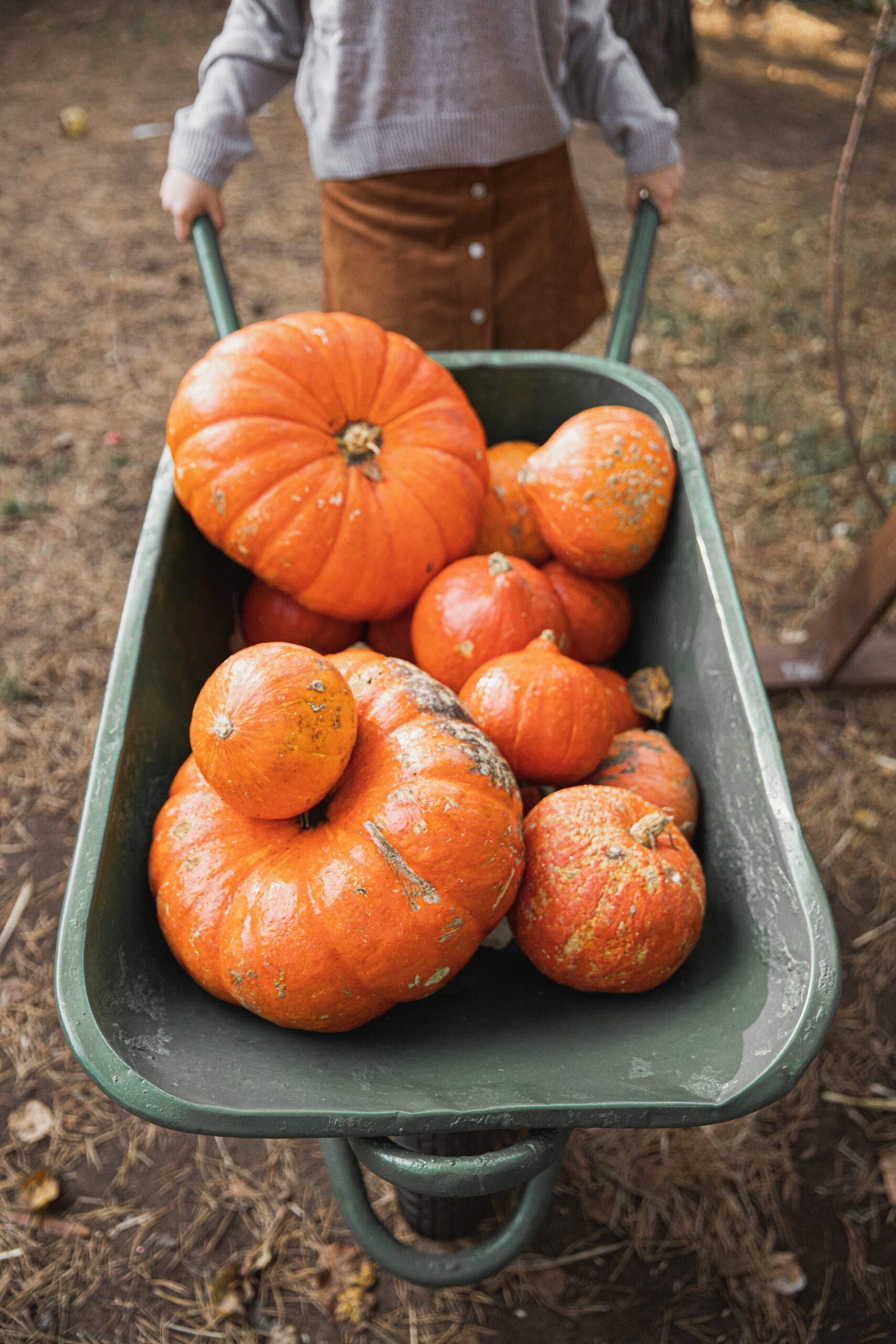 Pumpkin picking near London