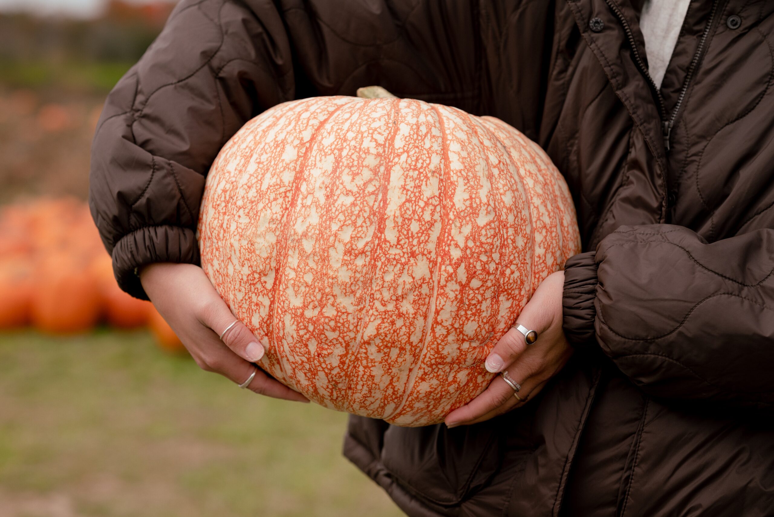 UK pumpkin patch