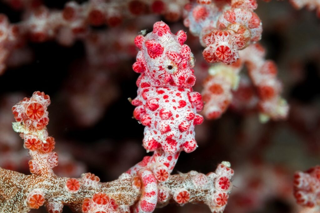 seahorse