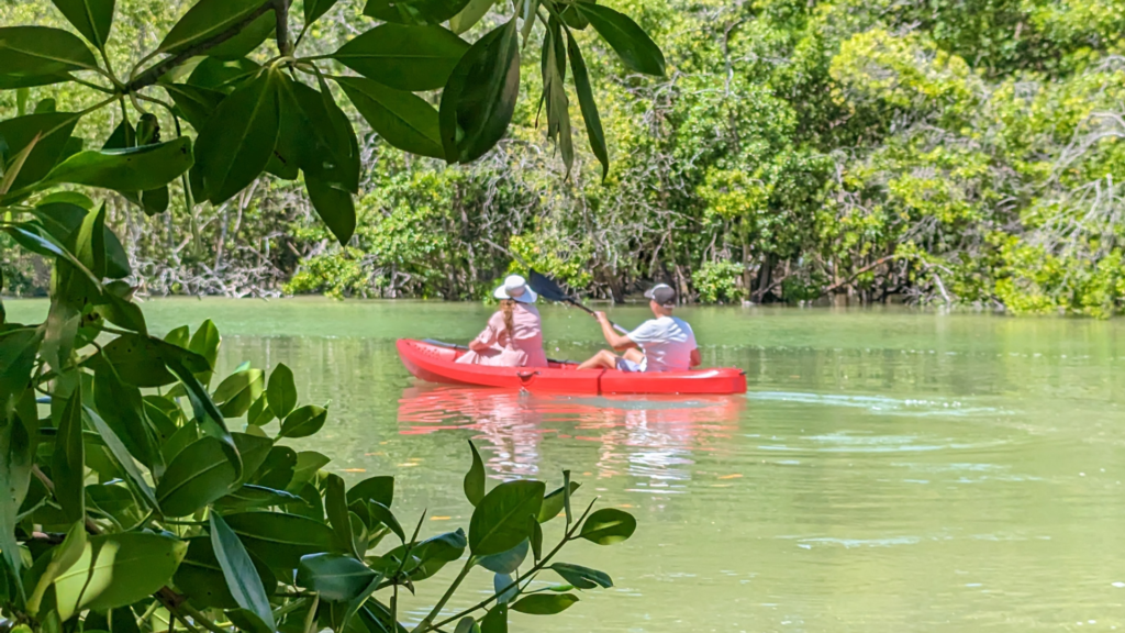Two kayakers exploring the green waters of the mangroves in the Maldives.