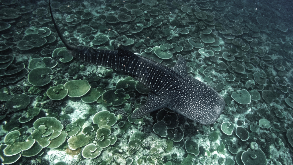 Whale shark swimming in Maldivian waters