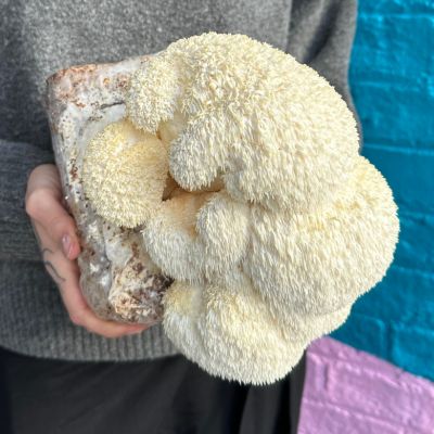 Woman holds a Lions Mane mushroom