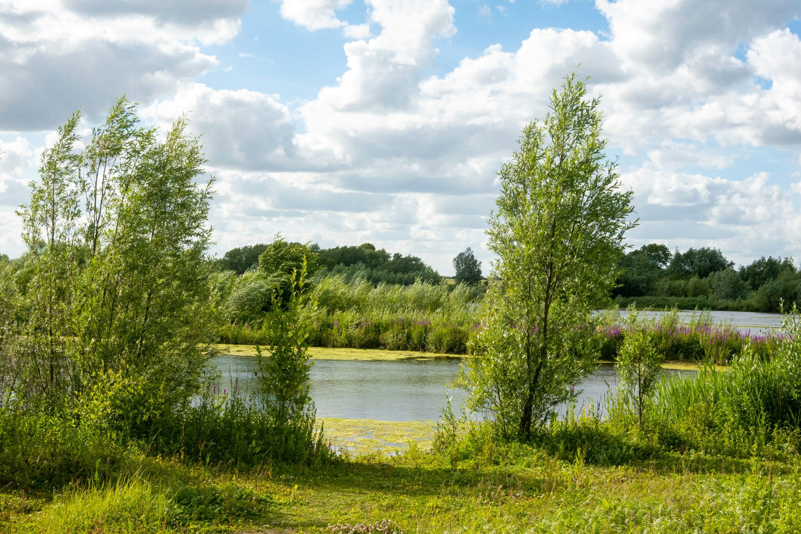 UK wetlands in epping forest