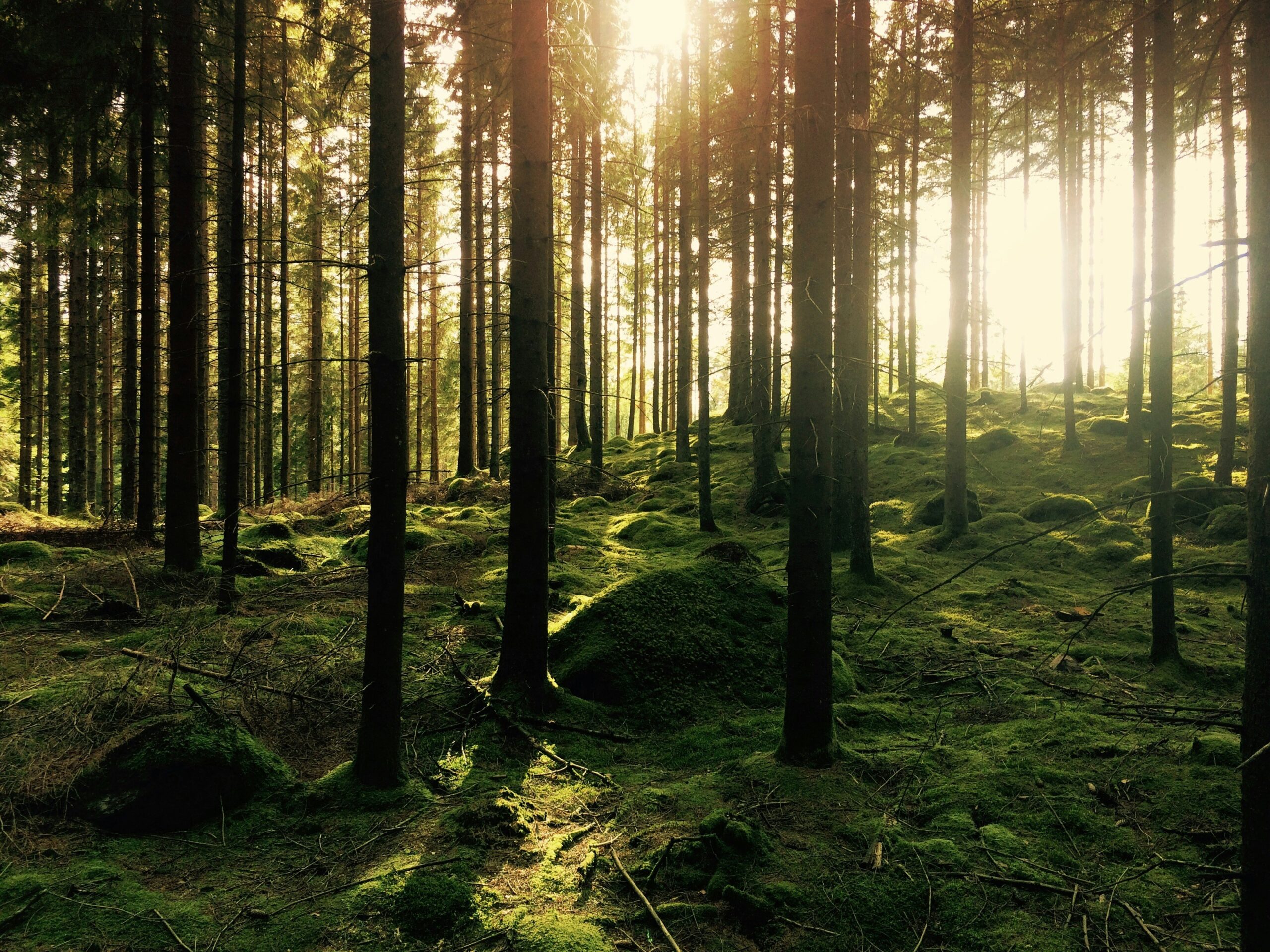 sunlight shining through woodland trees in a forest