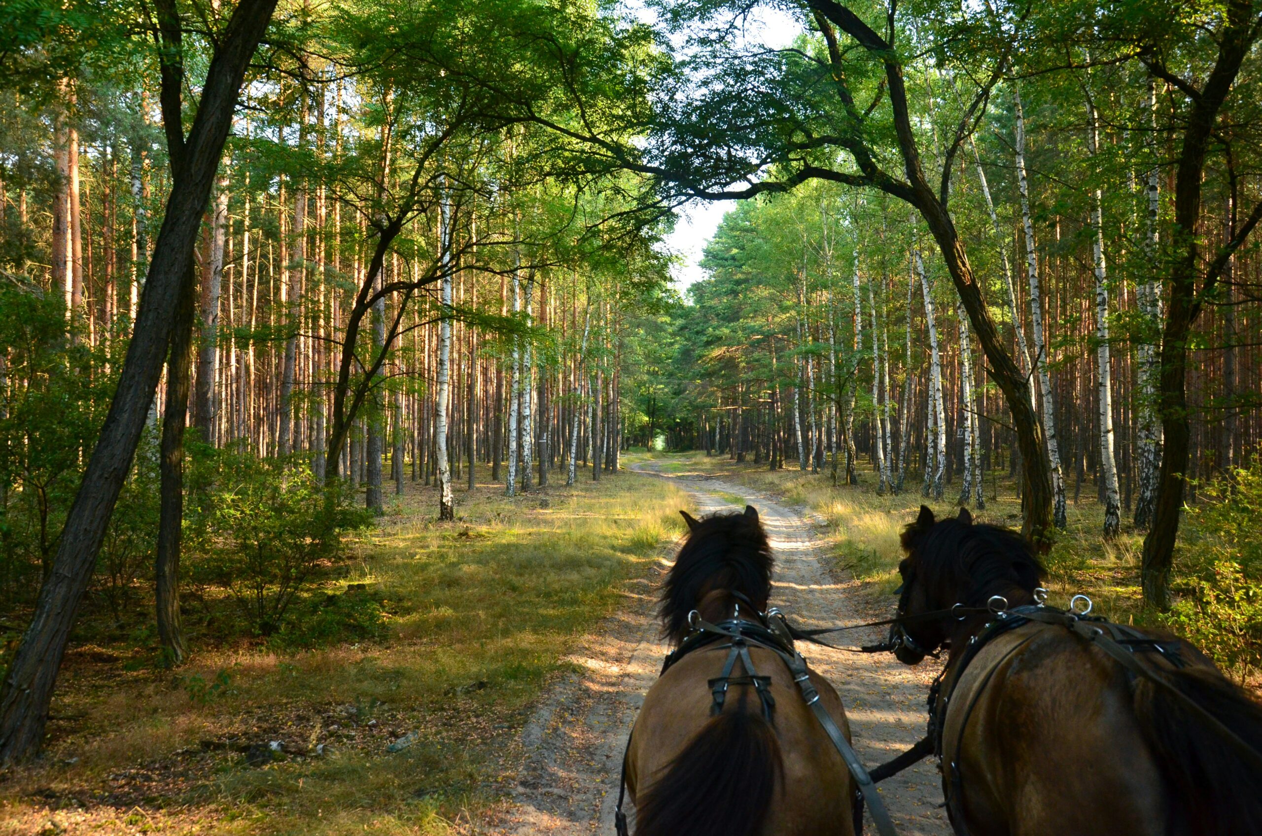 horseriding through the forest