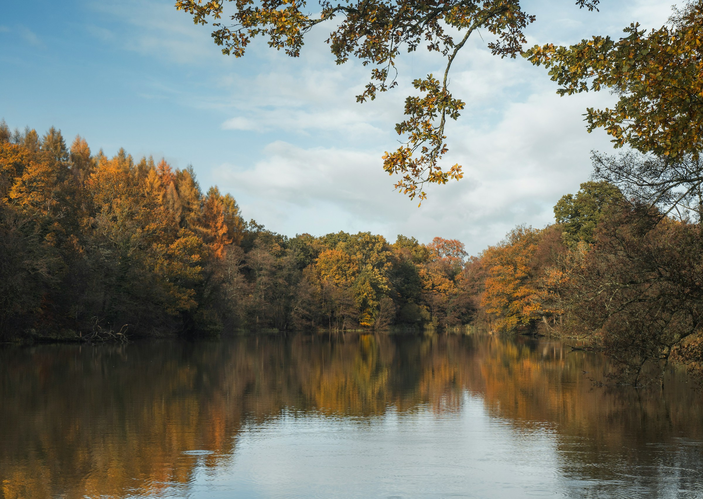 trees by a river at a national park in autumn