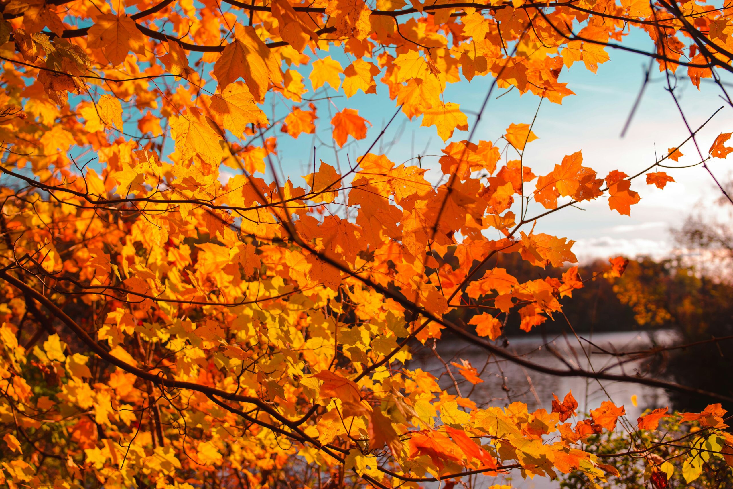 orange and auburn autumn leaves on a tree