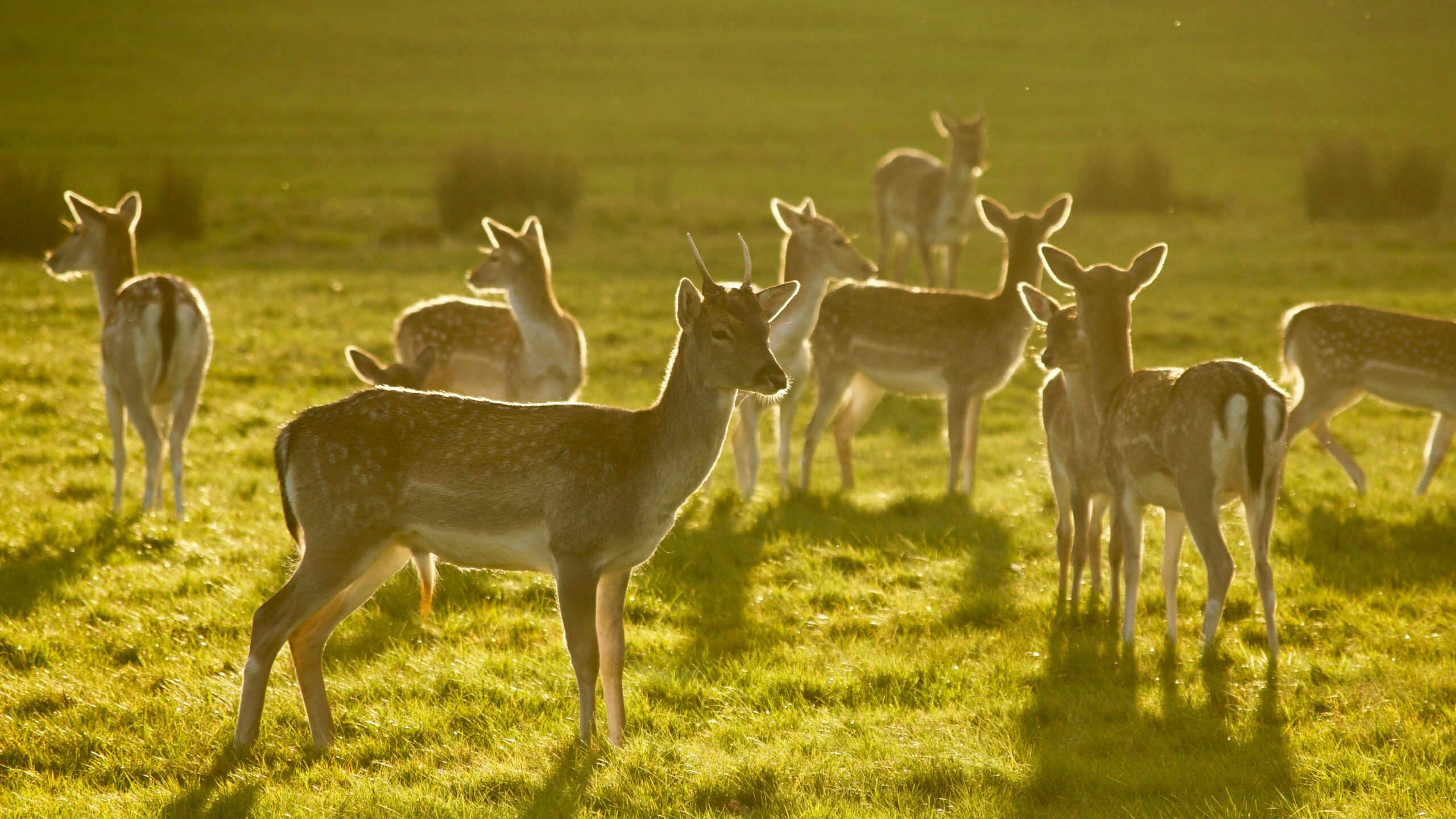 wild deer in richmond park, london