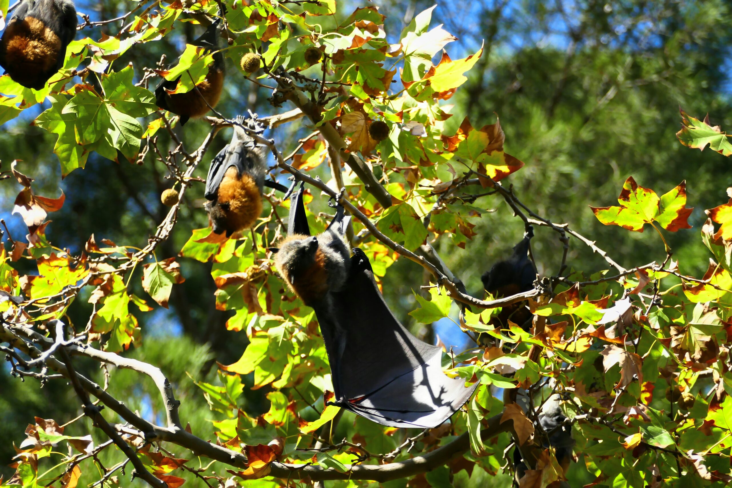 two bats in a tree in the forest