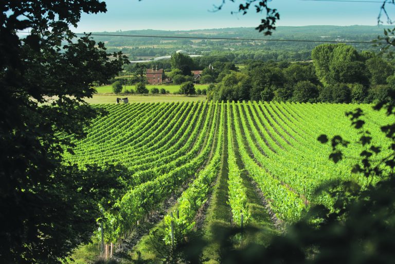 Scenic view of Chapel Down Kit's Coty Vineyard