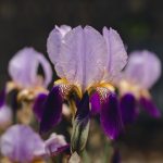 Flowers: Purple and lilac Iris