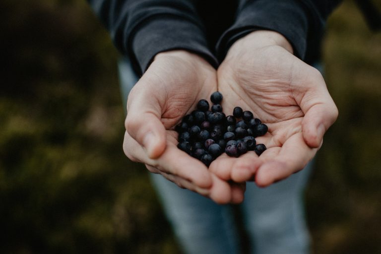 A pair of hands cups freshly picked wild bilberries.