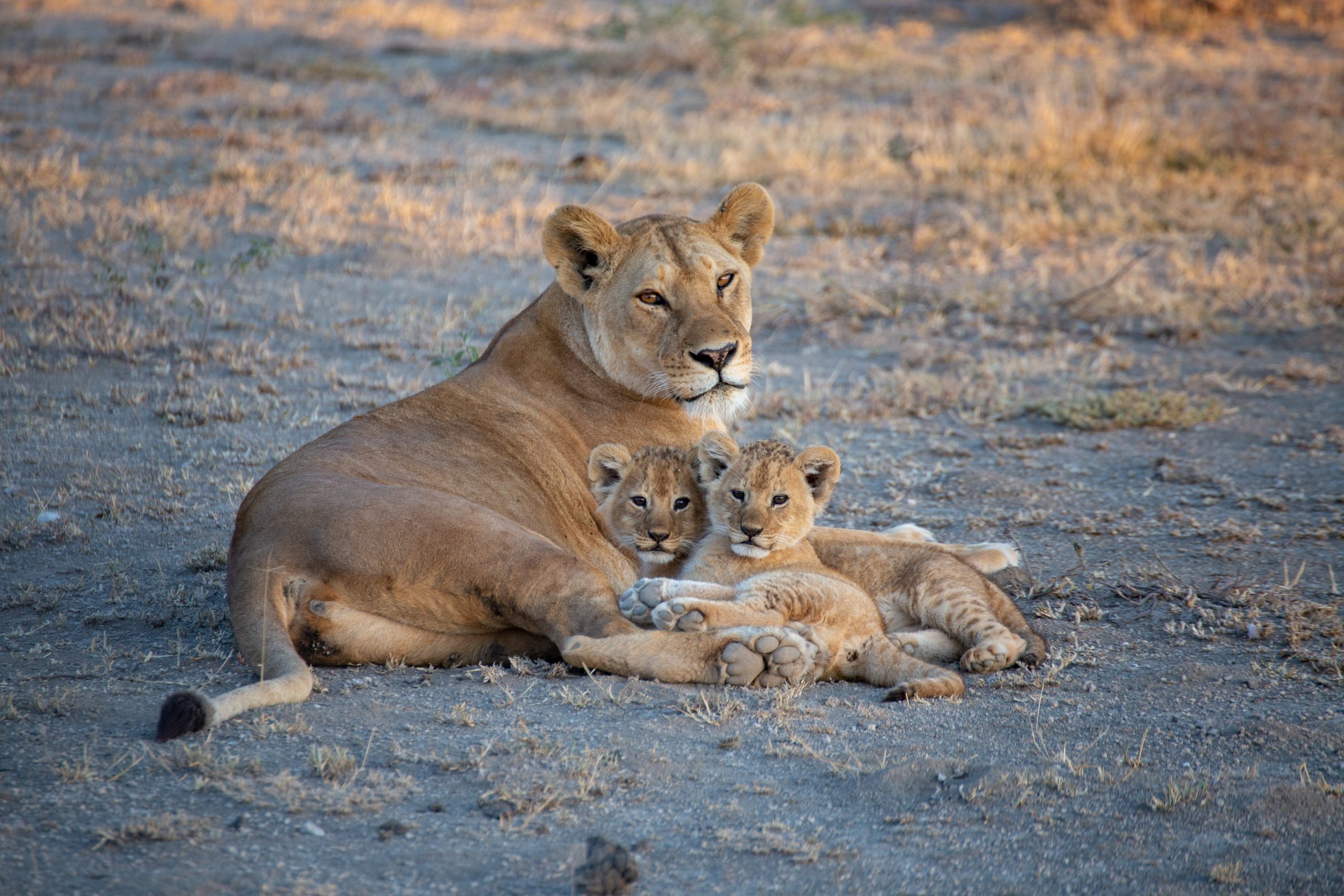 A lioness resting with her two cubs nuzzling next to her.
