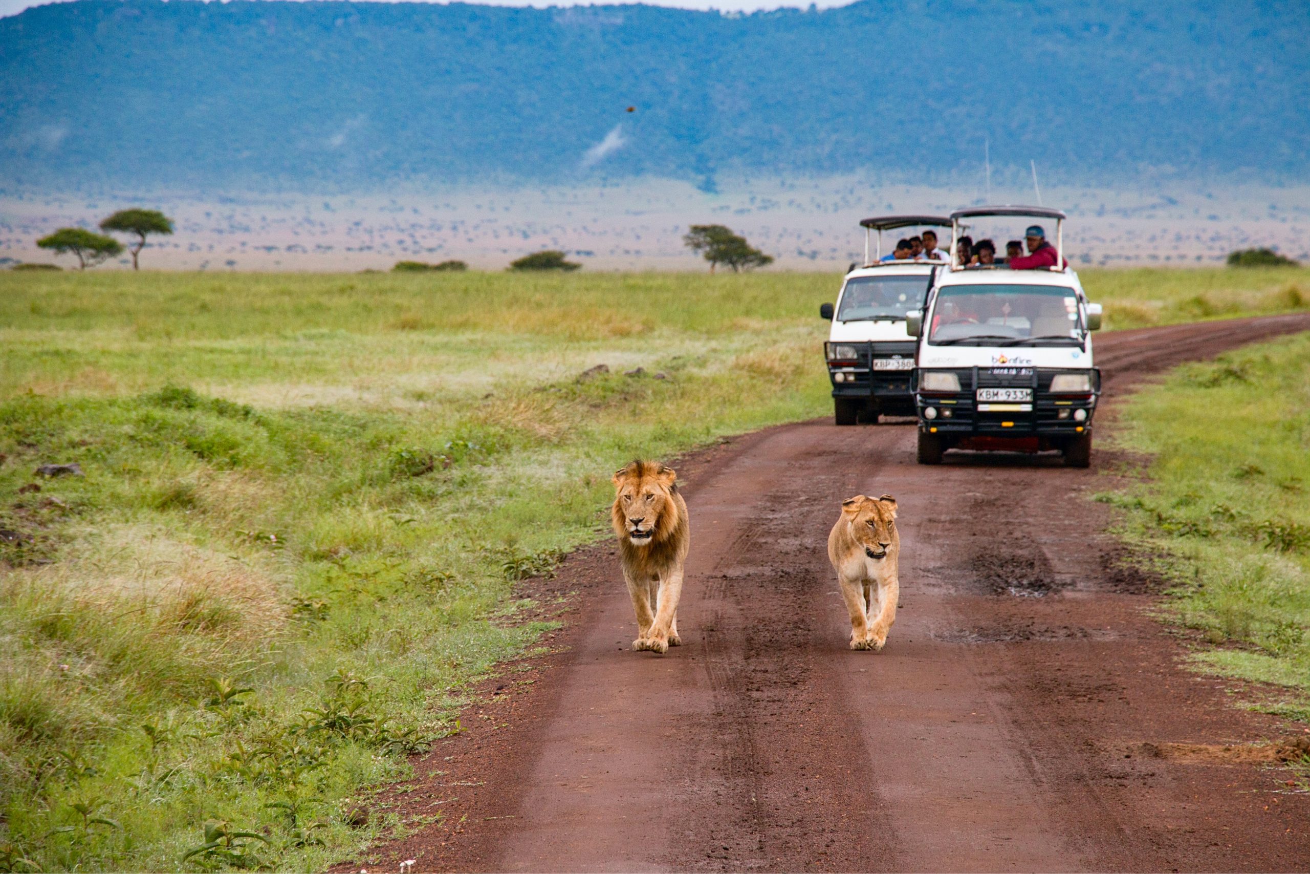 On safari two tourist cars keep a safe distance from the two lions in front of them.