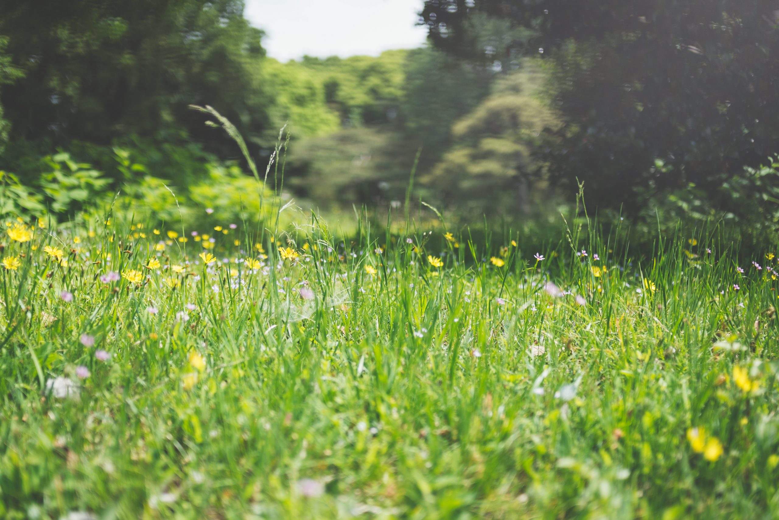 A wild meadow blooming with flowers on a sunny day.