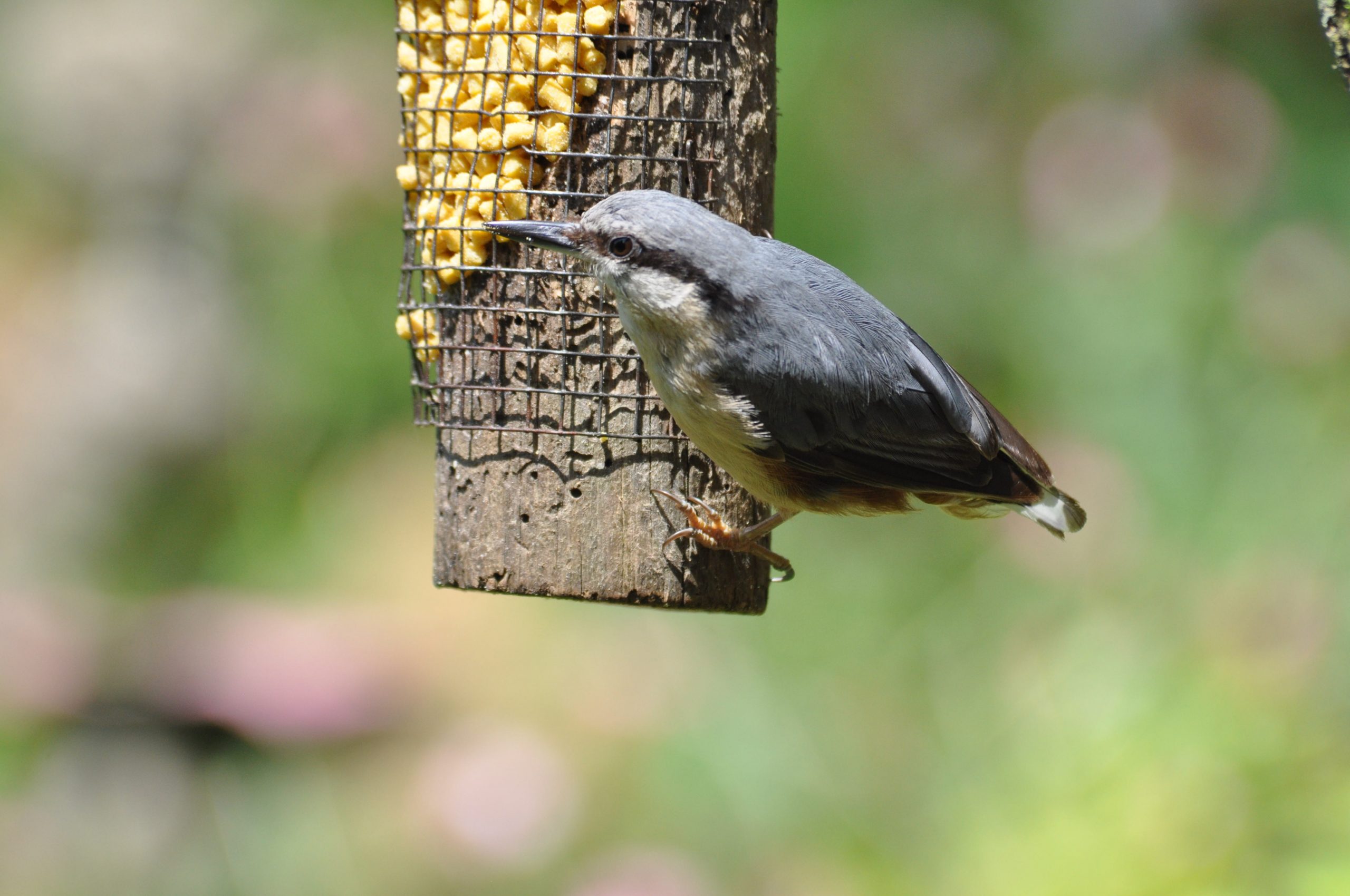 A wild bird feeds on a bird feeder.