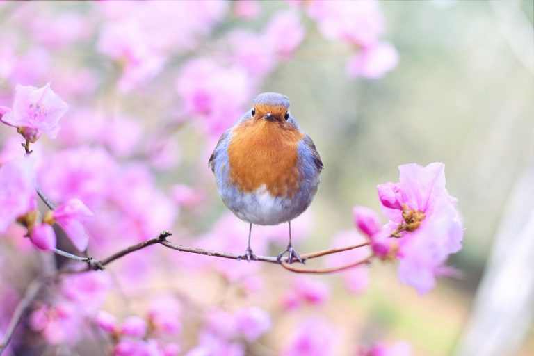 A red-crested robin sitting on a branch with pink blossom.